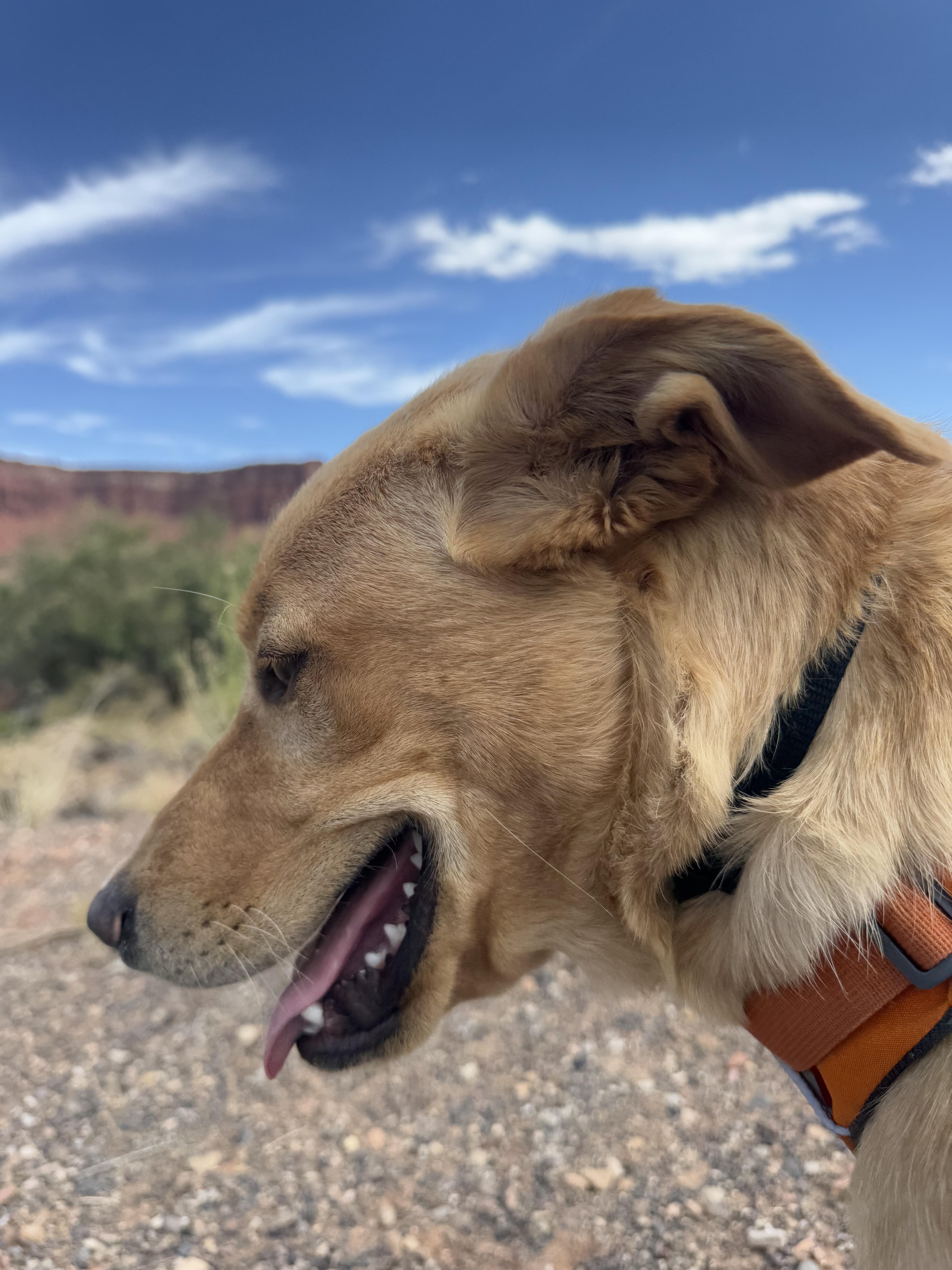Sprig, an adoptable Golden Retriever, Labrador Retriever in Torrey, UT, 84775 | Photo Image 3