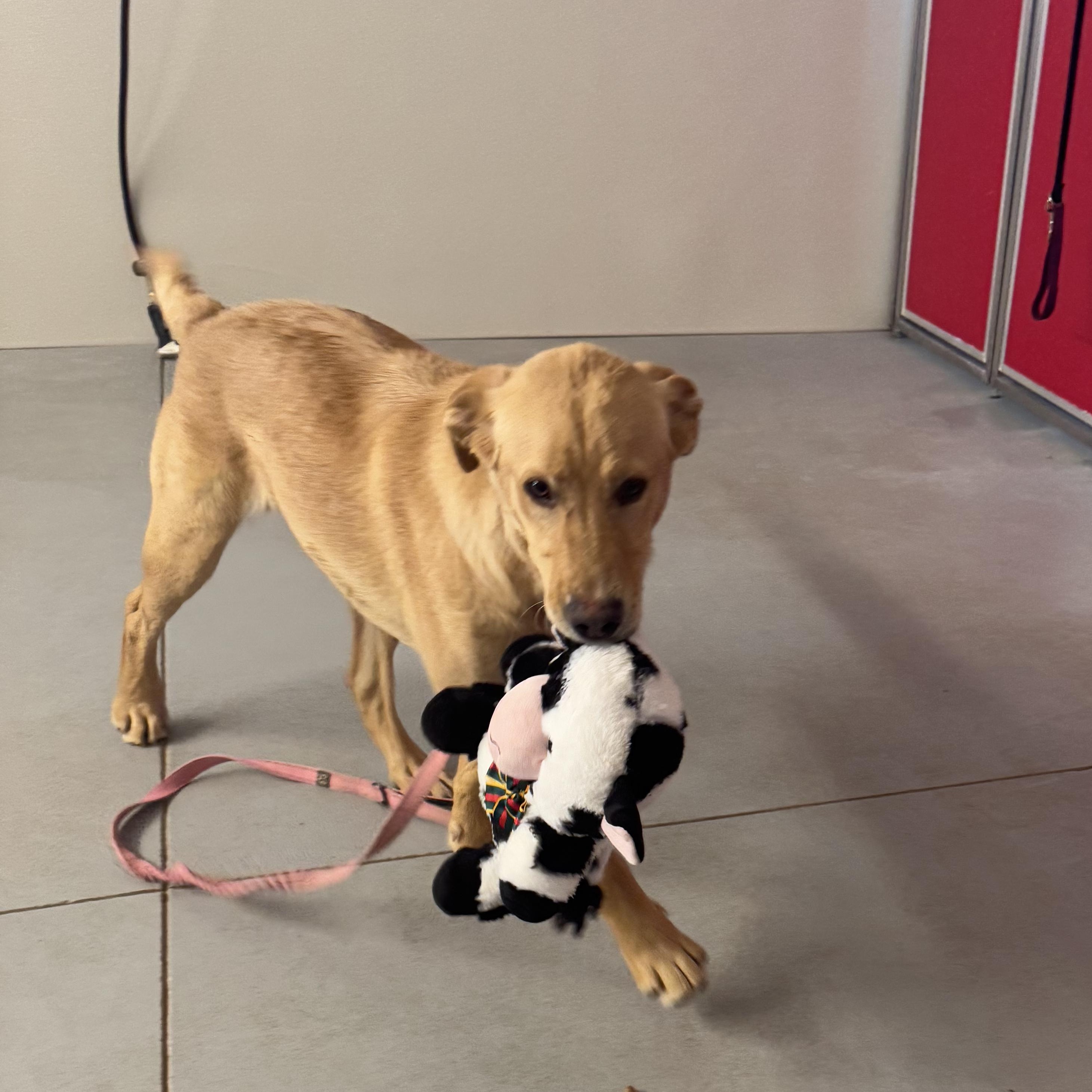 Sprig, an adoptable Golden Retriever, Labrador Retriever in Torrey, UT, 84775 | Photo Image 1