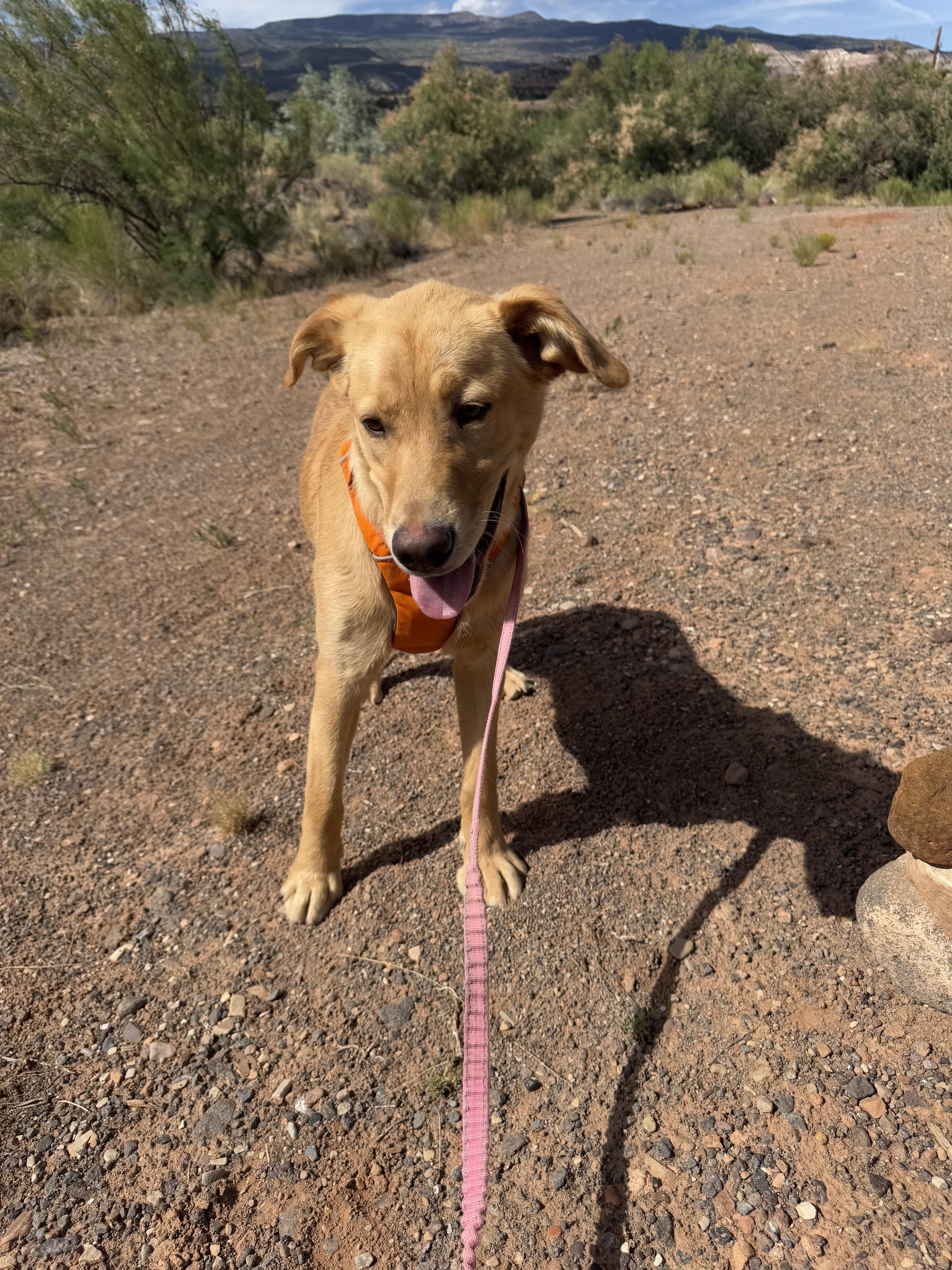 Sprig, an adoptable Golden Retriever, Labrador Retriever in Torrey, UT, 84775 | Photo Image 4