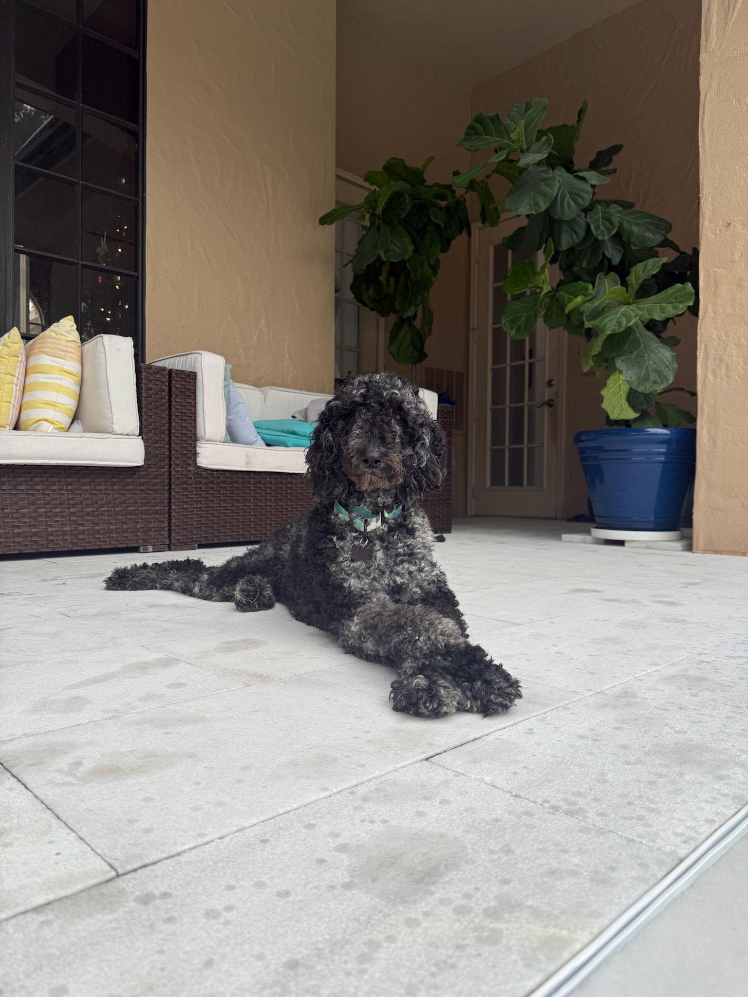 Pepper, Adopted, Young Female Standard Poodle.