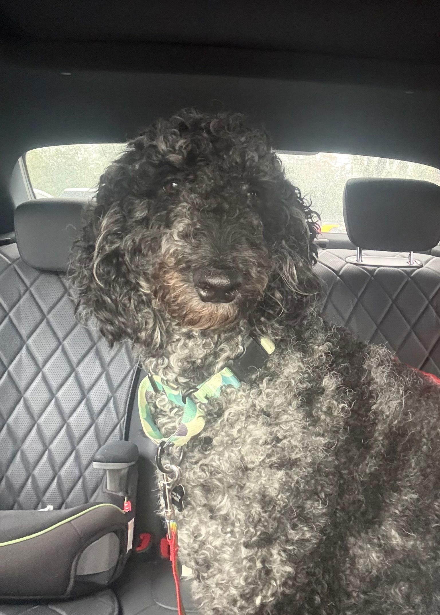 Pepper, a Adopted Standard Poodle in Orlando, FL image 2/3