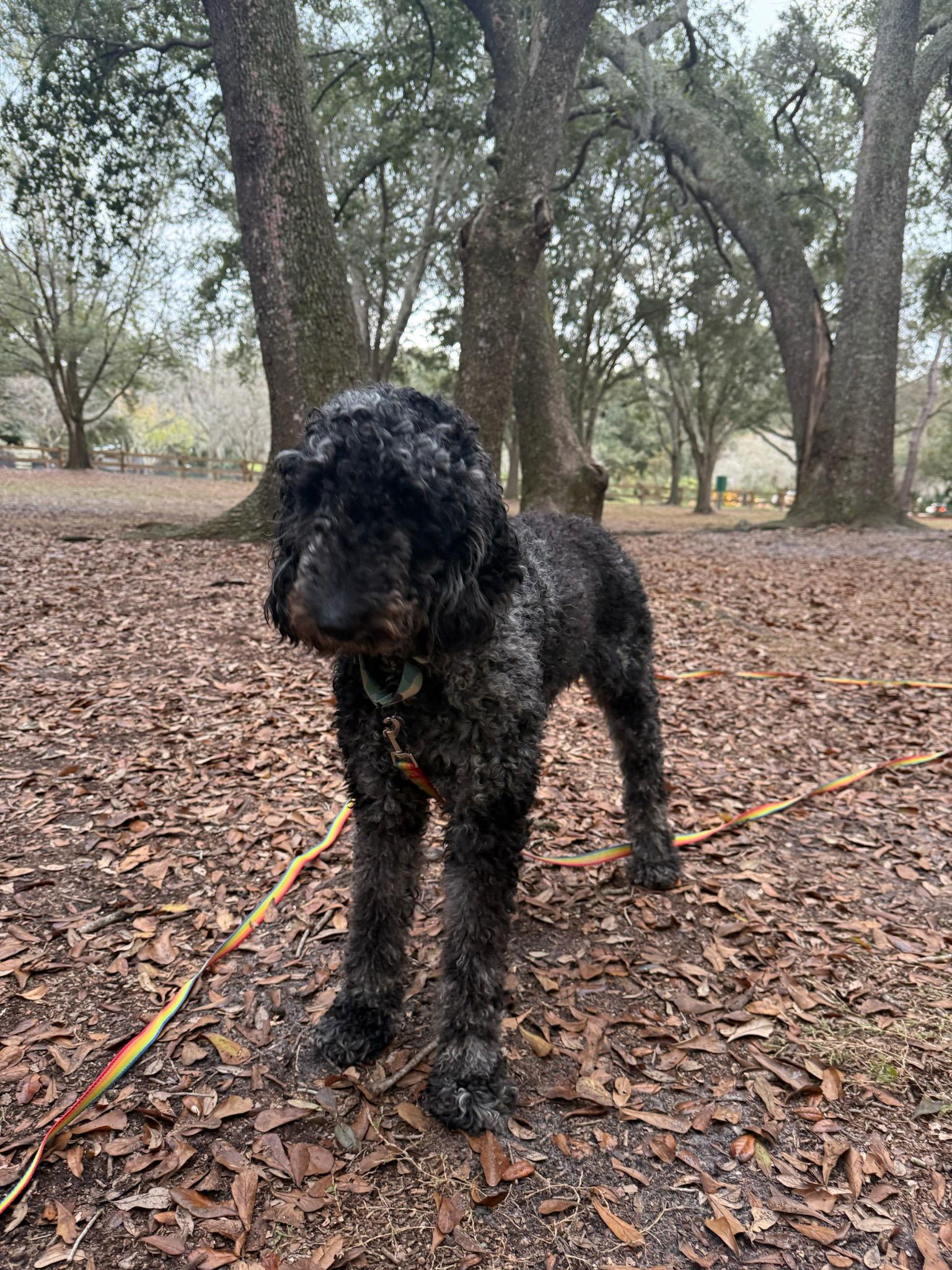 Pepper, a Adopted Standard Poodle in Orlando, FL image 3/3