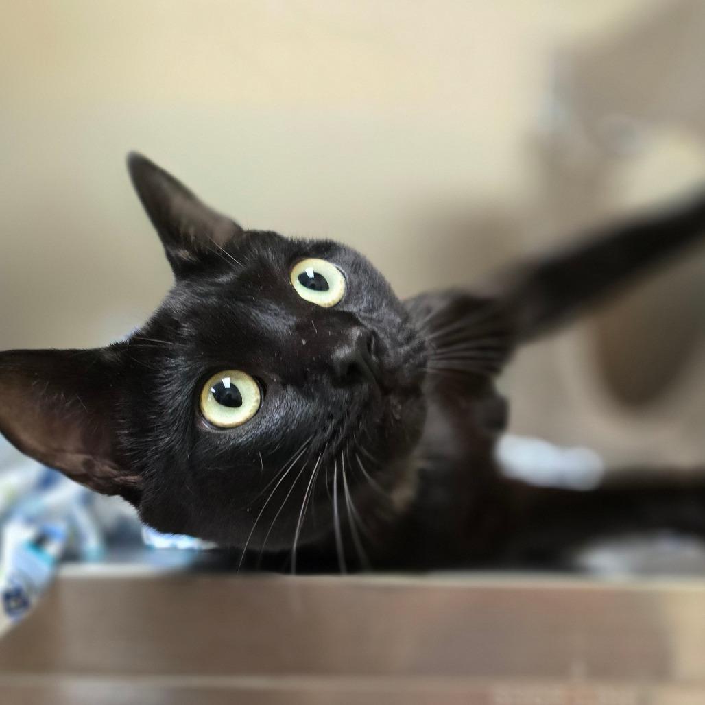Enlarge Raven, a Adoptable mixed breed in Winston-Salem, NC image 1/6