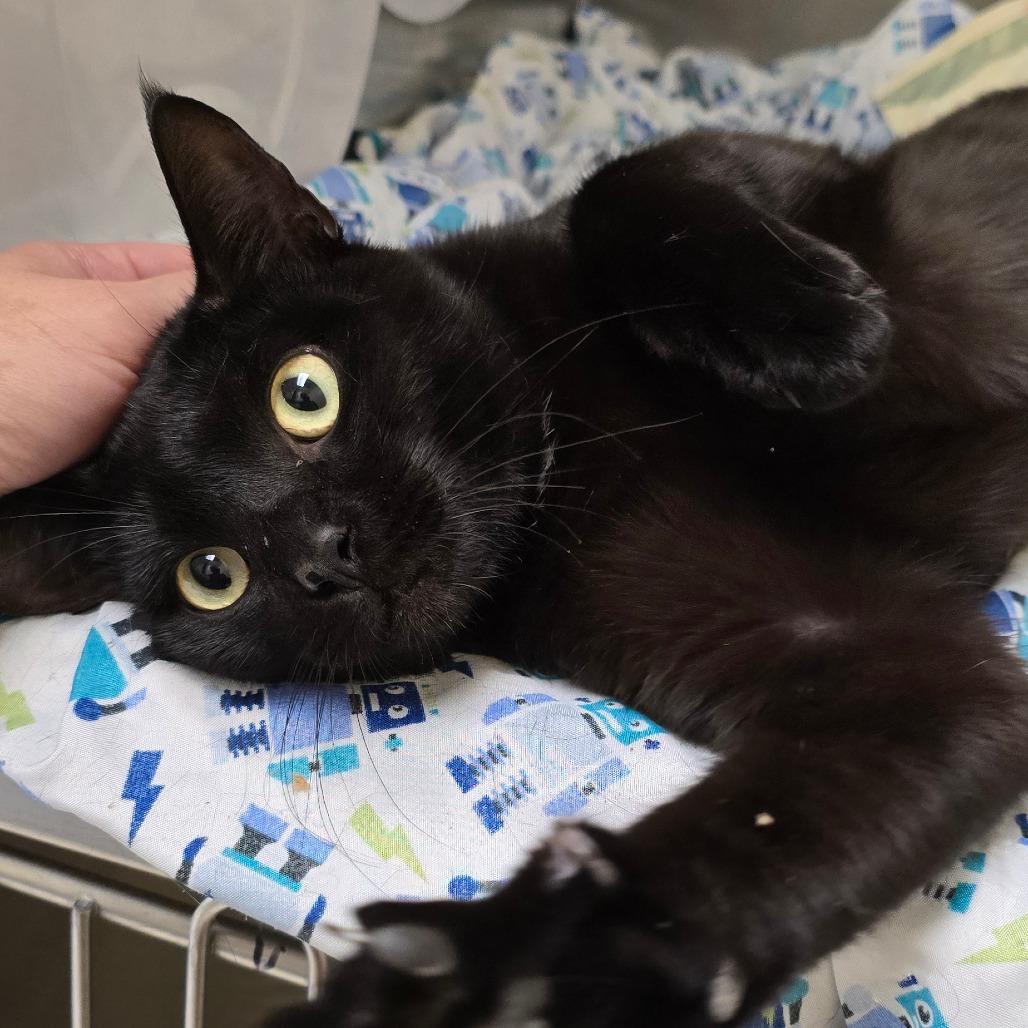 Enlarge Raven, a Adoptable mixed breed in Winston-Salem, NC image 2/6