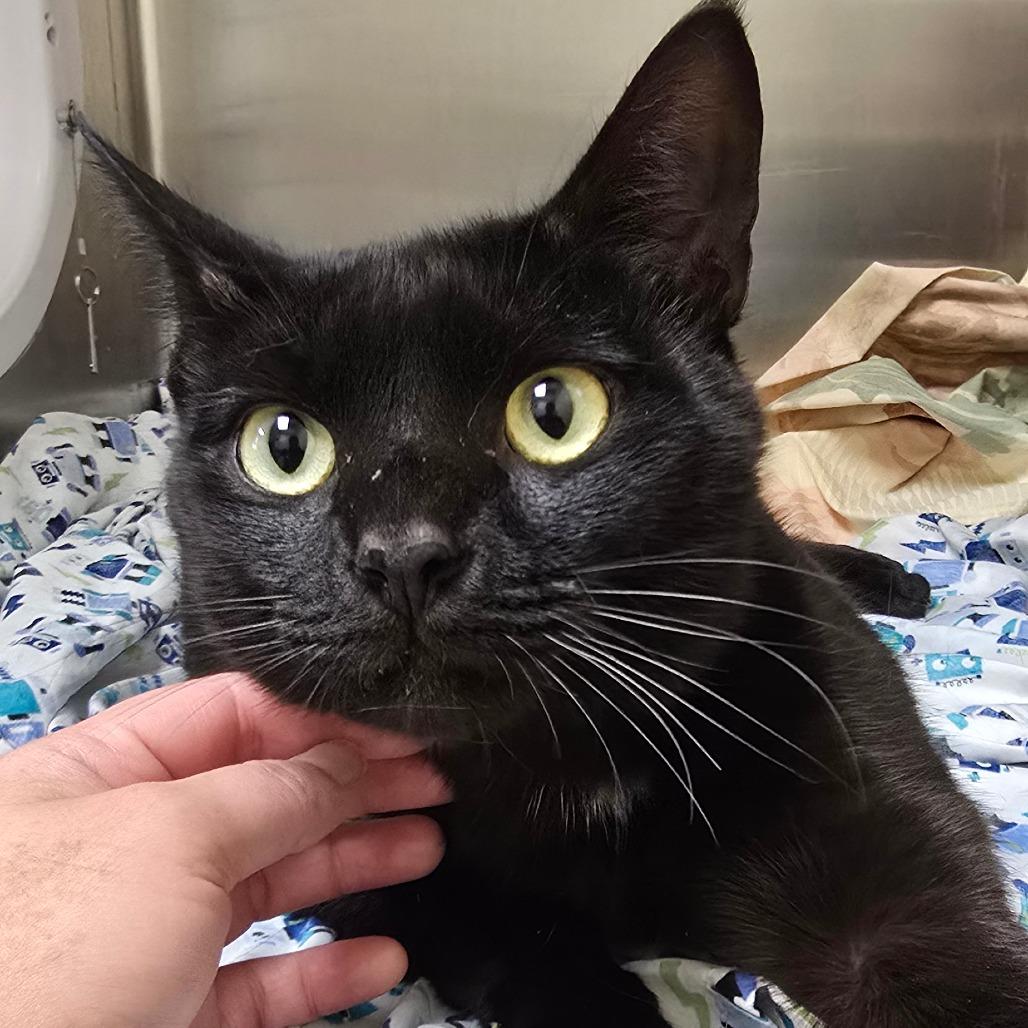 Enlarge Raven, a Adoptable mixed breed in Winston-Salem, NC image 3/6