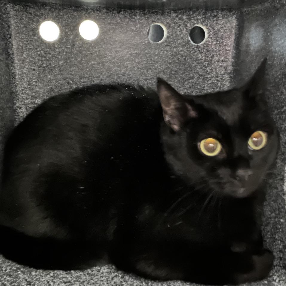 Raven, Adoptable, Adult Female Domestic Short Hair & Domestic Short Hair.