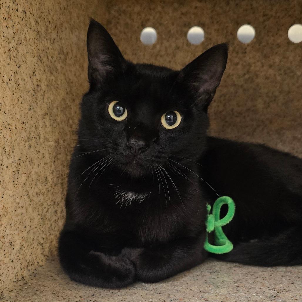 Enlarge Raven, a Adoptable mixed breed in Winston-Salem, NC image 5/6