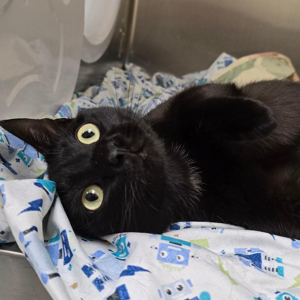 Enlarge Raven, a Adoptable mixed breed in Winston-Salem, NC image 6/6