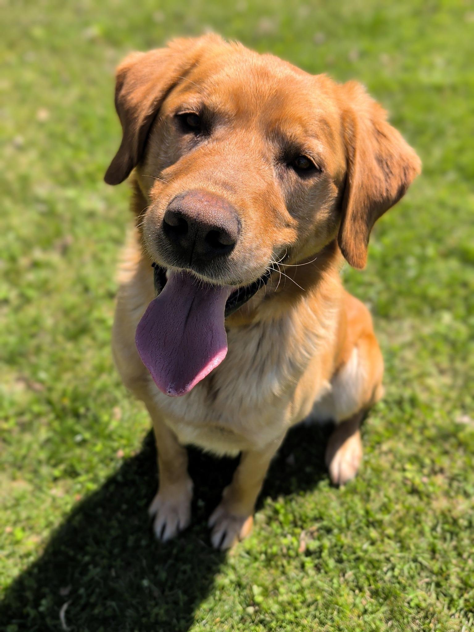 Enlarge Shelby, a ADOPTABLE mixed breed in Mauston, WI image 1/1