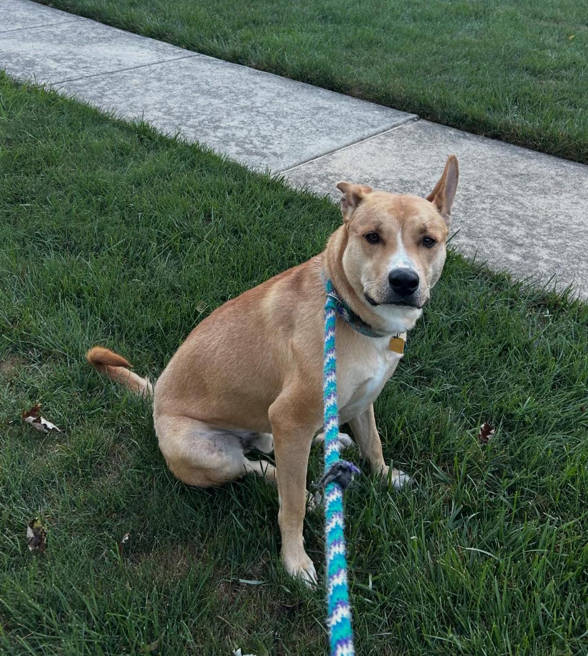 CHOP, Adoptable, Young Male Pit Bull Terrier & German Shepherd Dog.