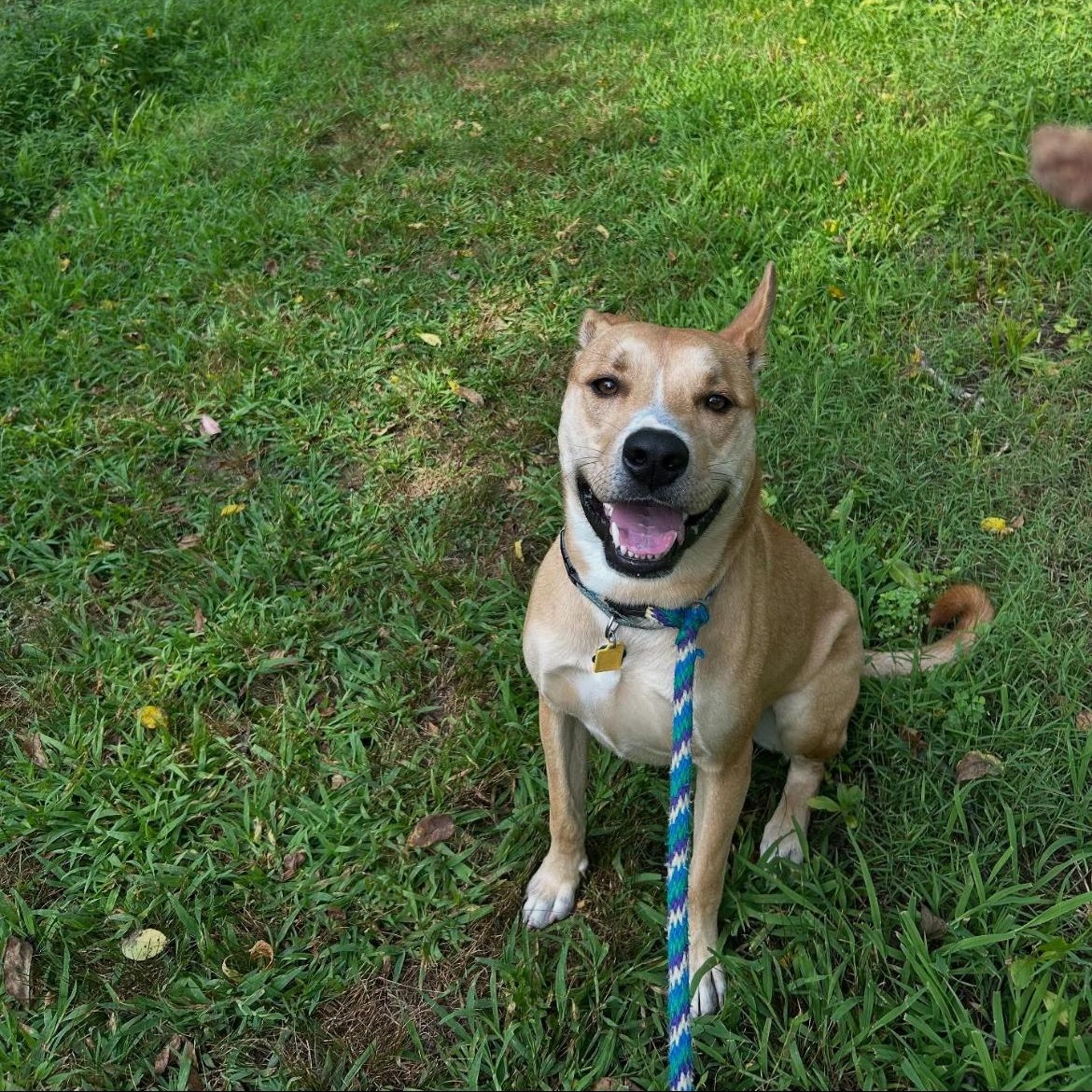 Enlarge CHOP, a Adoptable mixed breed in Philadelphia, PA image 1/6