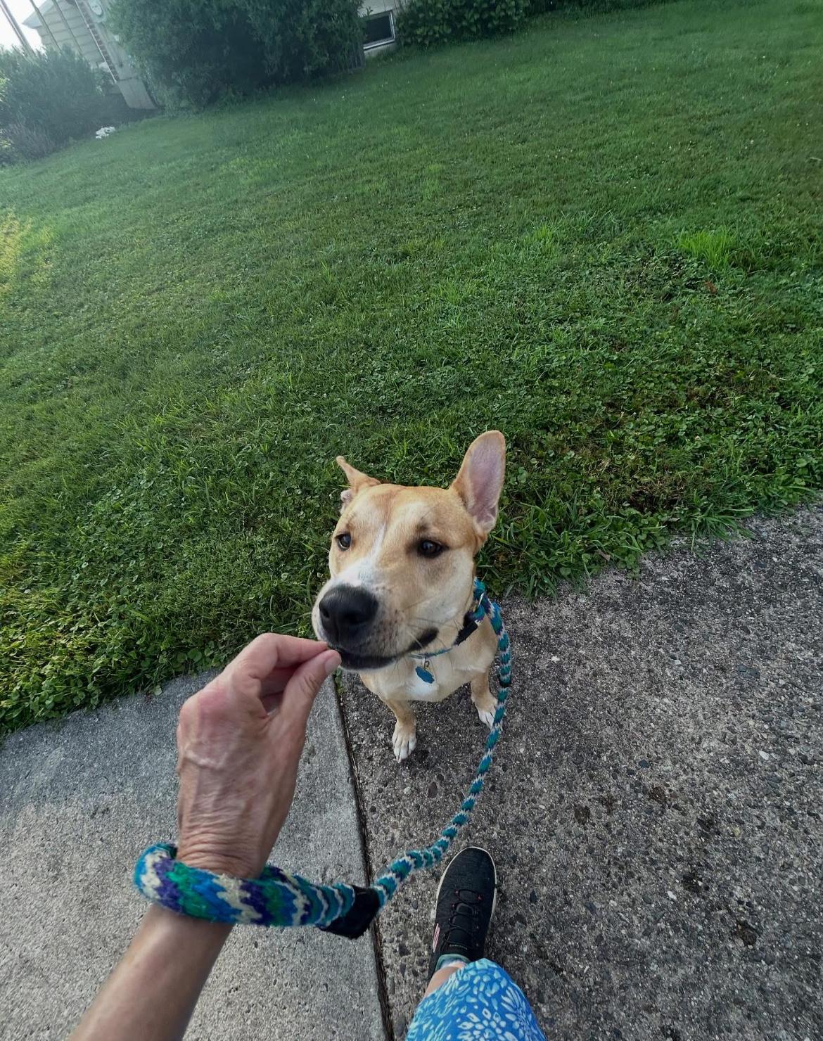 Enlarge CHOP, a Adoptable mixed breed in Philadelphia, PA image 4/6