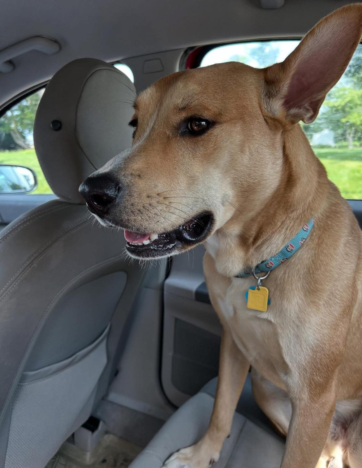 Enlarge CHOP, a Adoptable mixed breed in Philadelphia, PA image 5/6