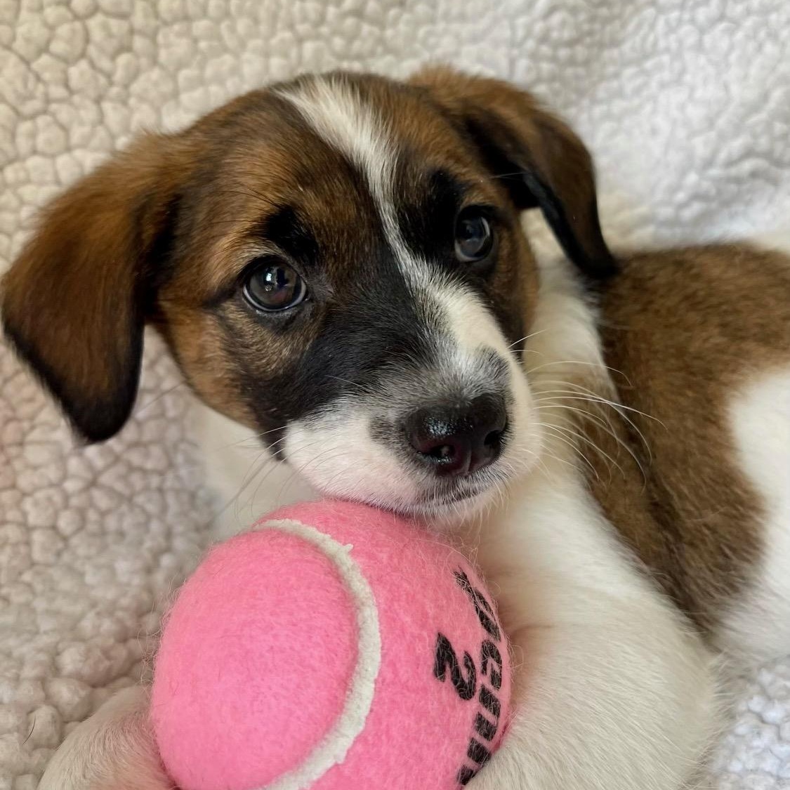 Enlarge Woolaby, an adopted mixed breed in Richmond, VA image 3/5