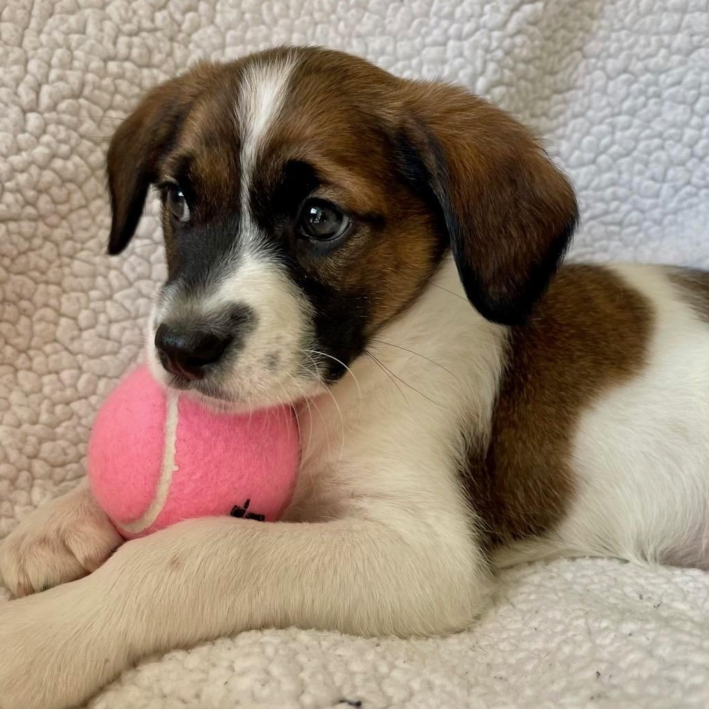 Woolaby, Adoptable, Puppy Male Mixed Breed.