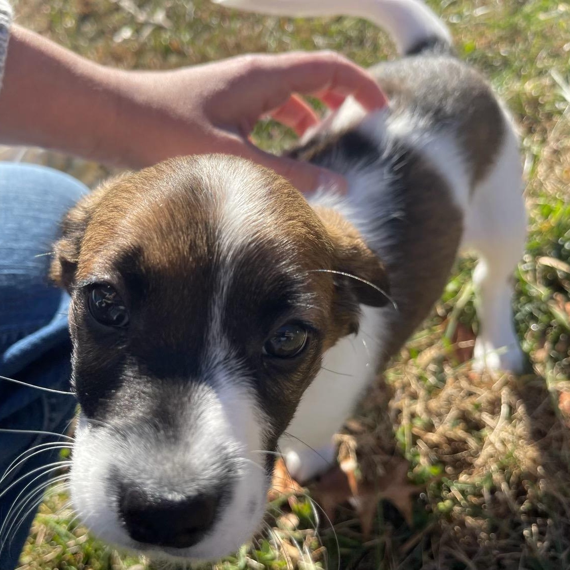 Enlarge Woolaby, an adopted mixed breed in Richmond, VA image 5/5