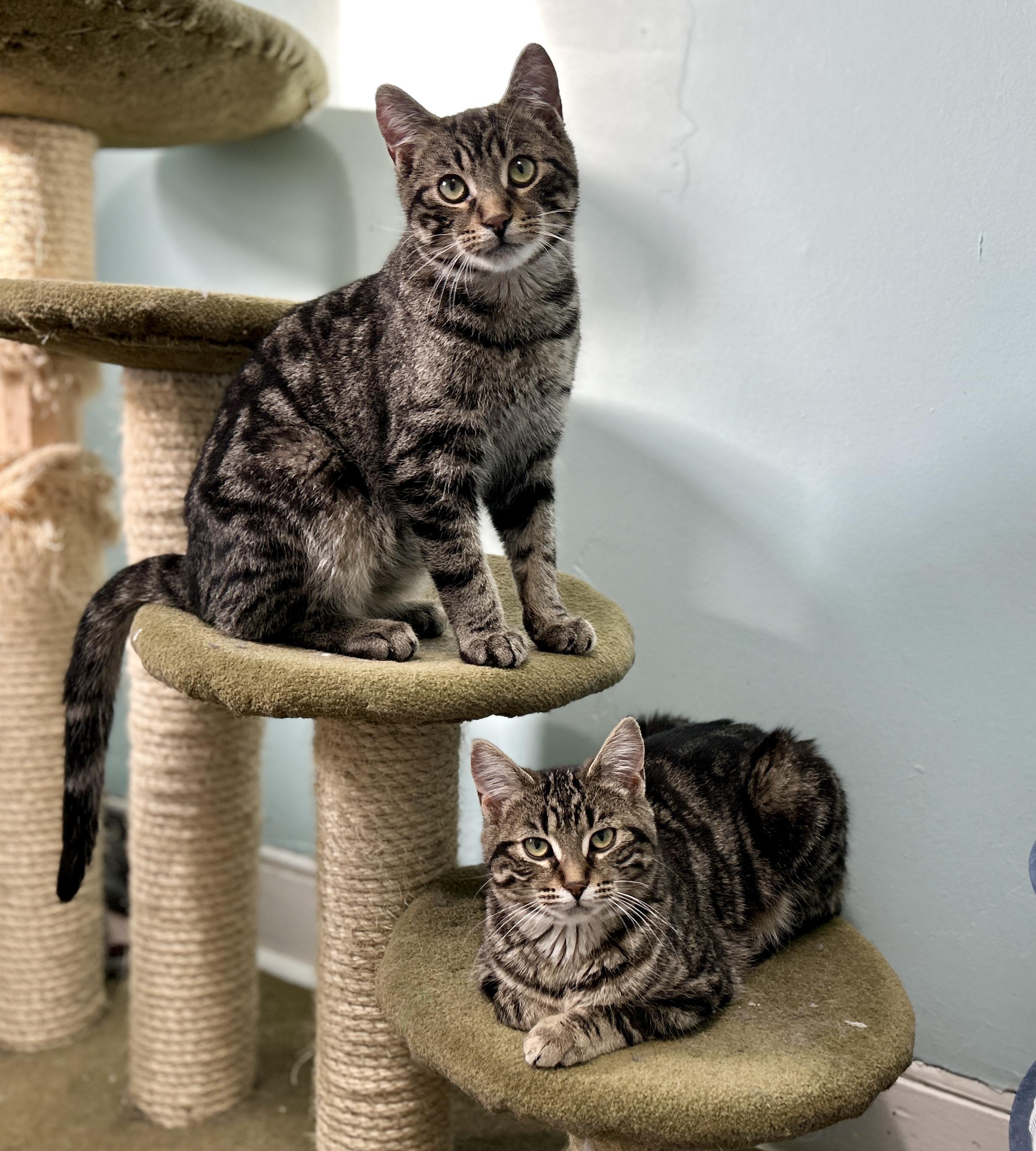 Enlarge Emmy, a ADOPTABLE Domestic Short Hair in Guelph, ON image 6/6