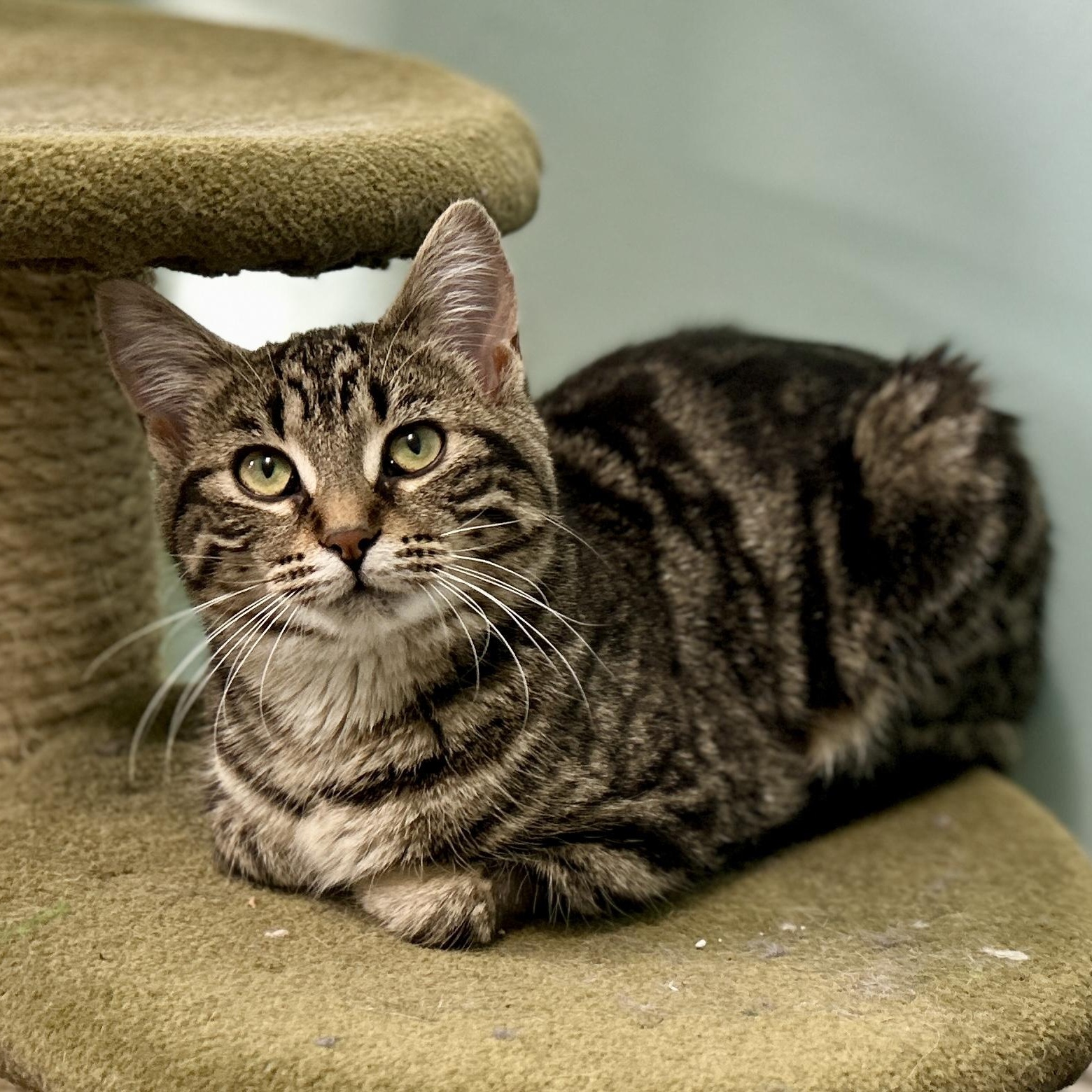 Emmy, ADOPTABLE, Kitten Female Domestic Short Hair.