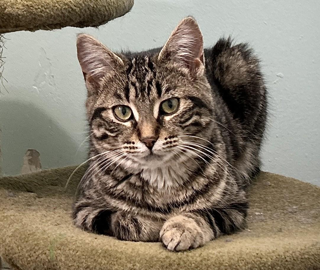 Enlarge Emmy, a ADOPTABLE Domestic Short Hair in Guelph, ON image 5/6