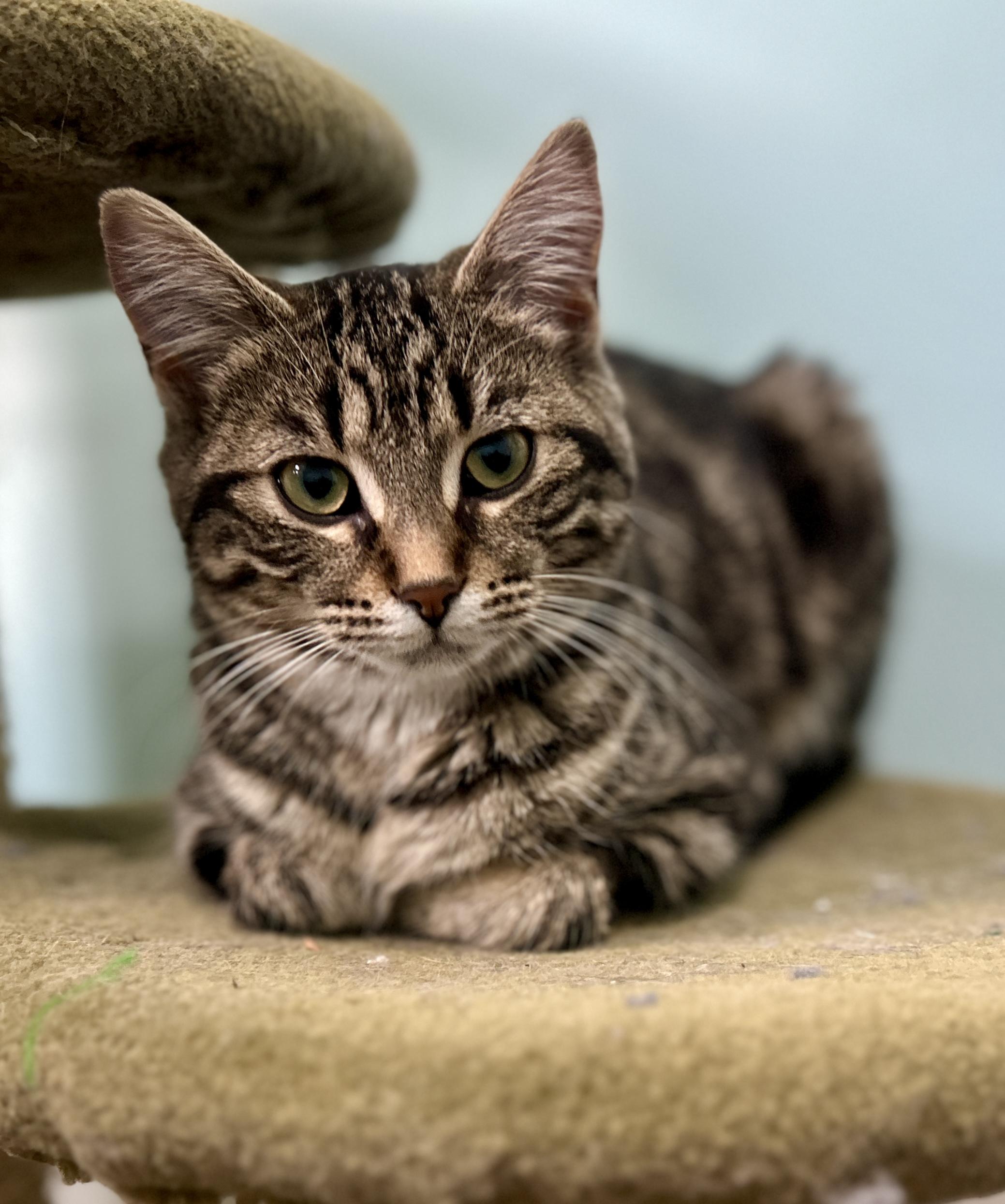 Enlarge Emmy, a ADOPTABLE Domestic Short Hair in Guelph, ON image 4/6