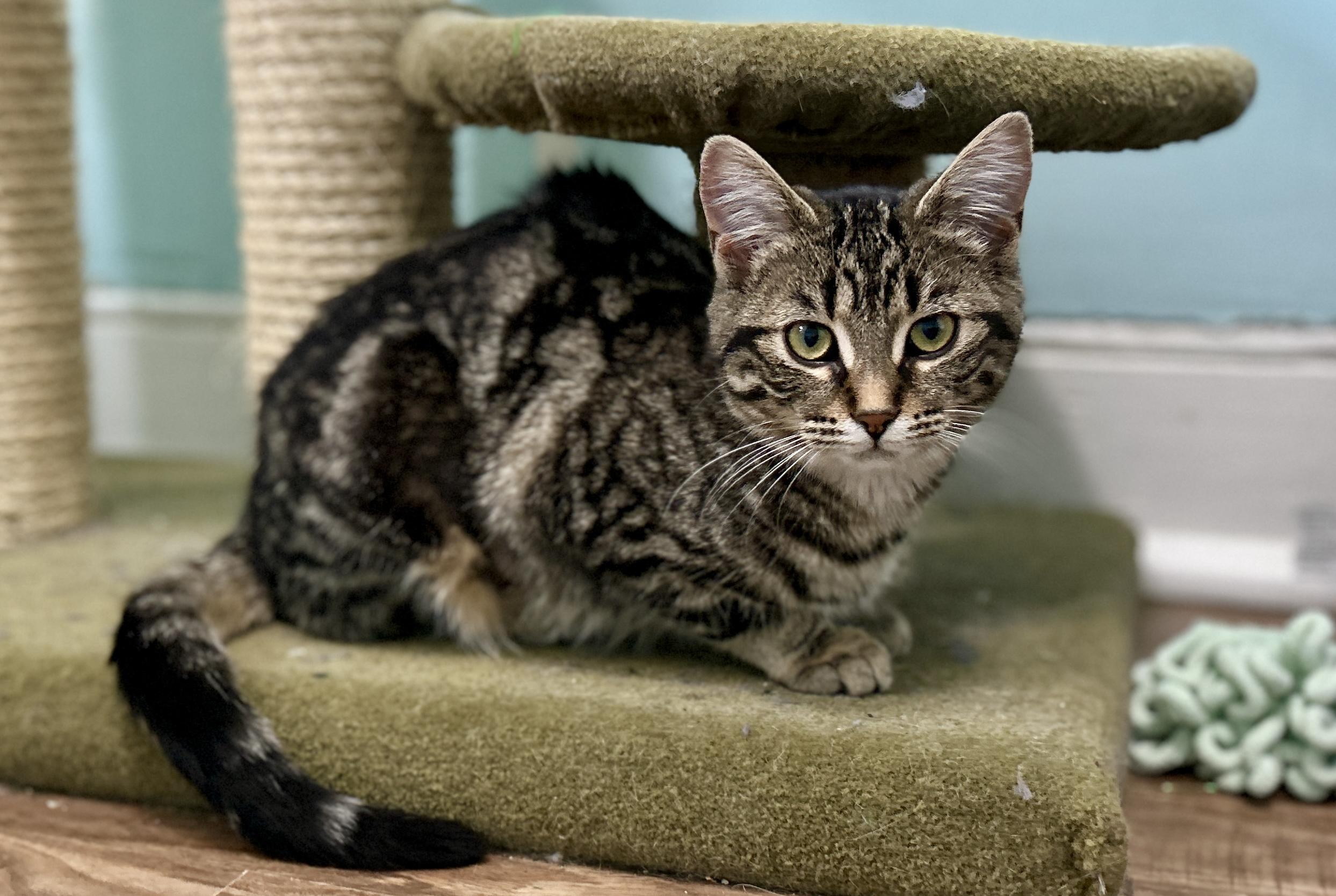 Enlarge Emmy, a ADOPTABLE Domestic Short Hair in Guelph, ON image 3/6