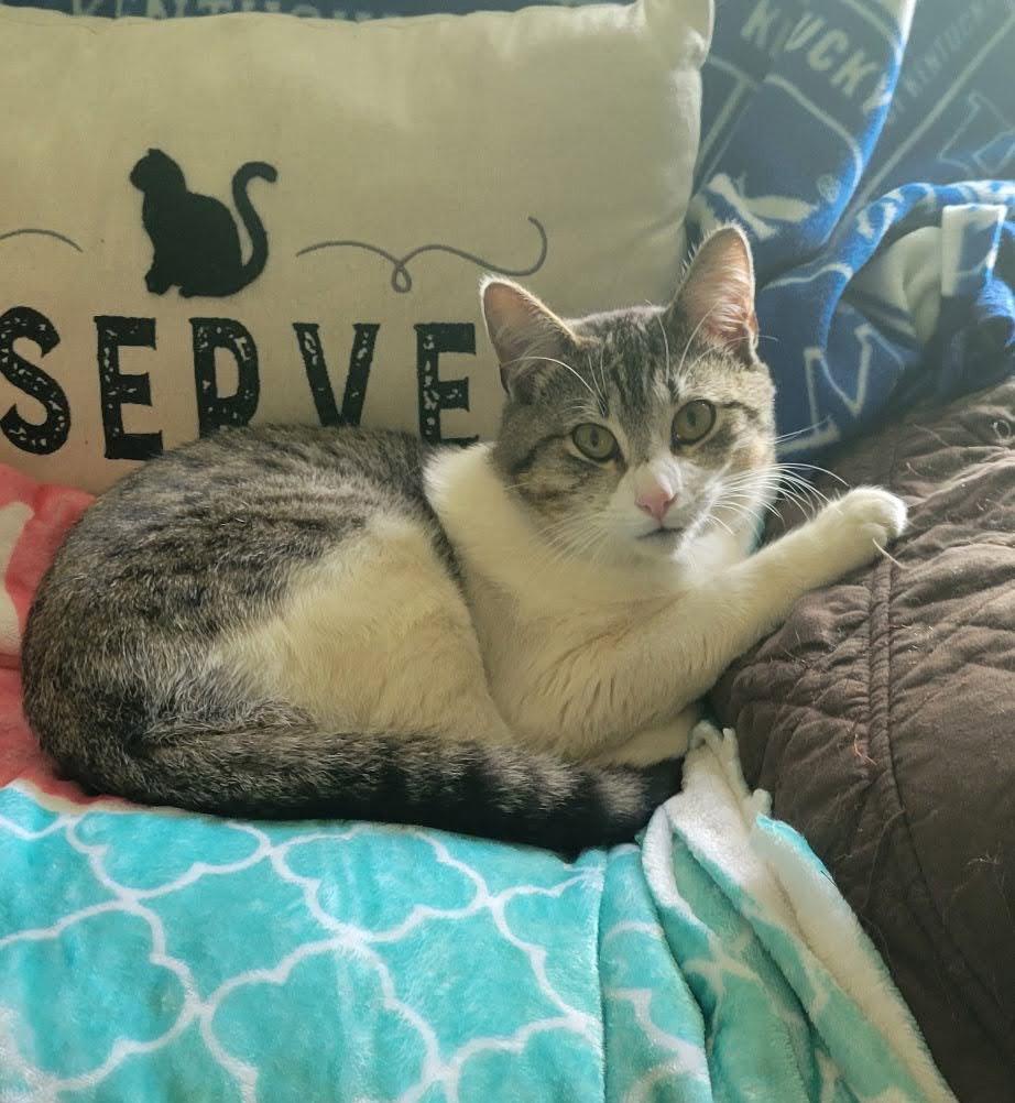 Teddy, Adoptable, Adult Male American Shorthair.