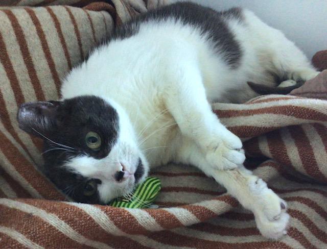 Lucky, a Adoptable Domestic Short Hair in Toronto, ON image 5/6