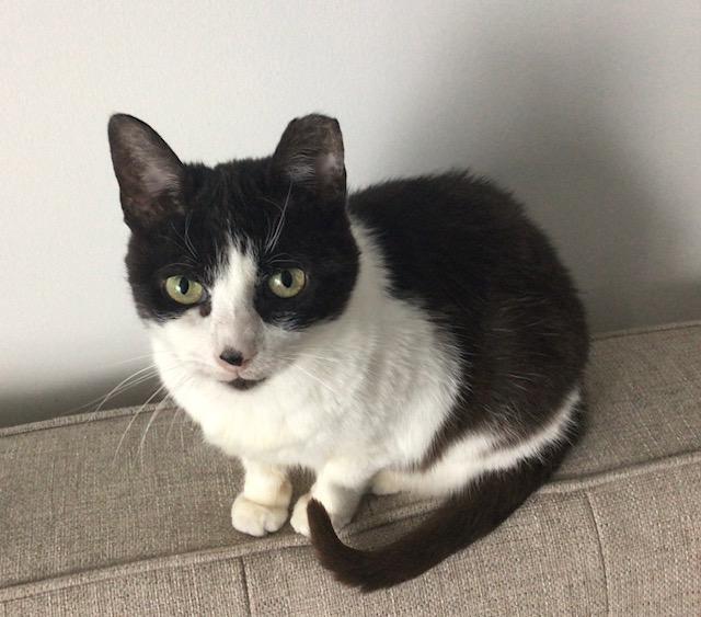 Lucky, a Adoptable Domestic Short Hair in Toronto, ON image 4/6