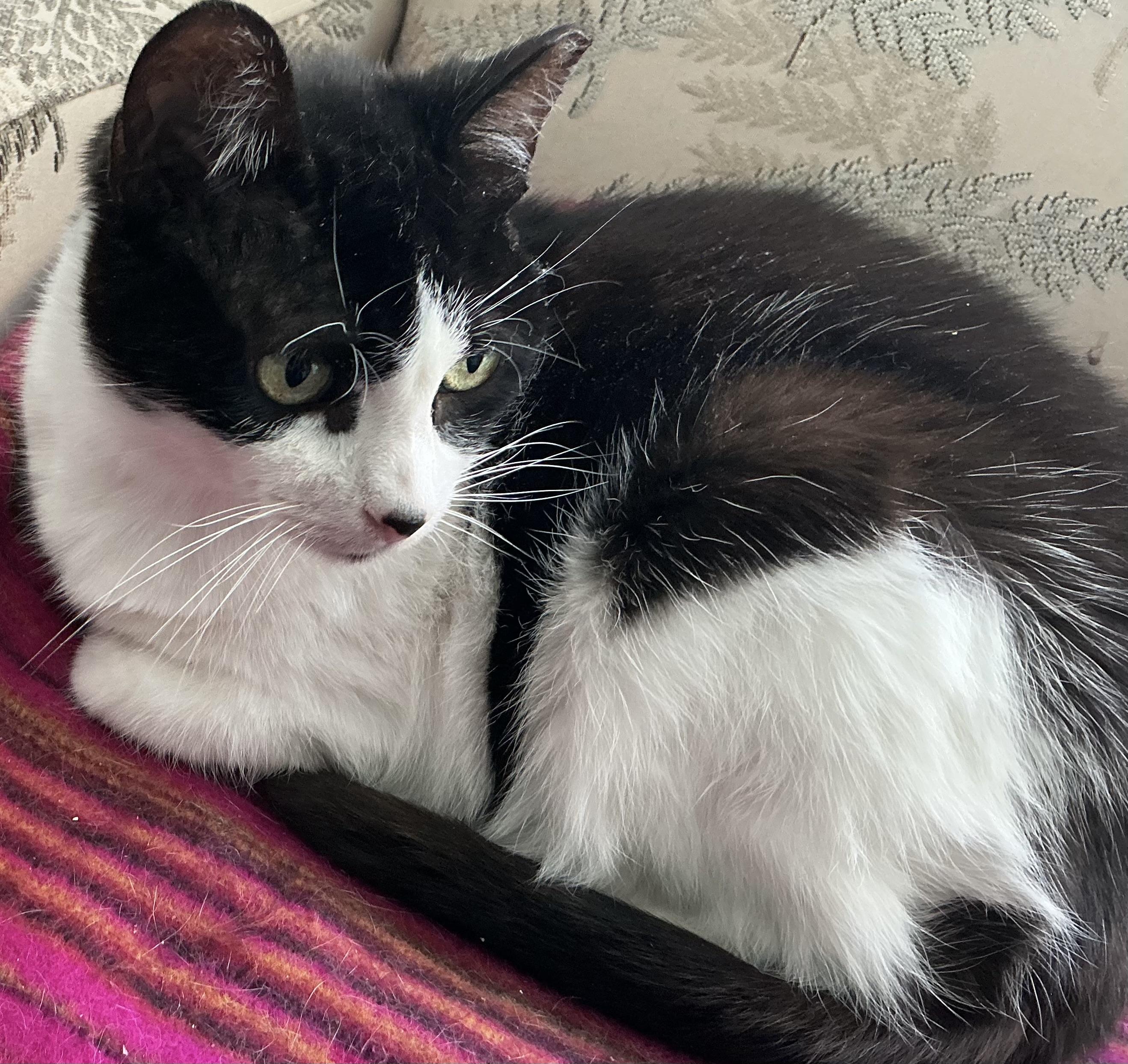 Lucky, a Adoptable Domestic Short Hair in Toronto, ON image 3/6