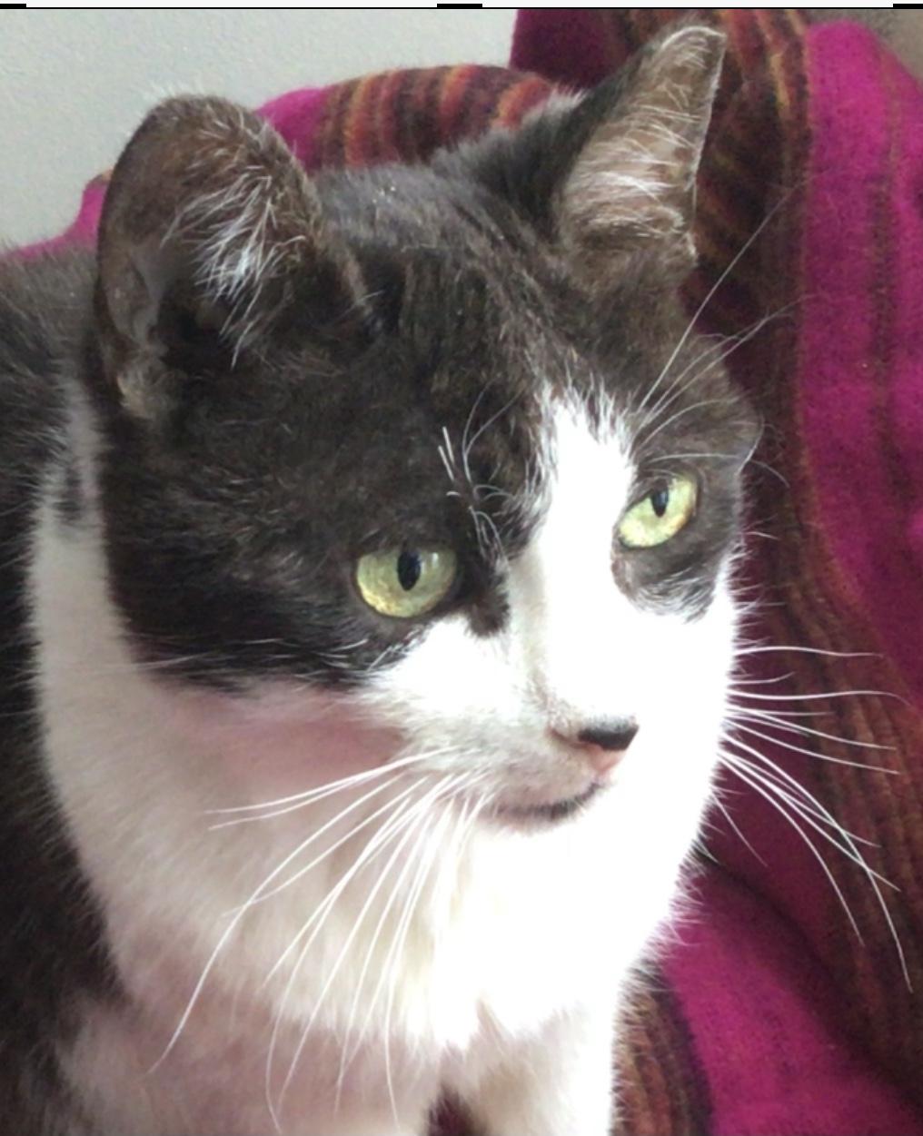 Lucky, a Adoptable Domestic Short Hair in Toronto, ON image 6/6