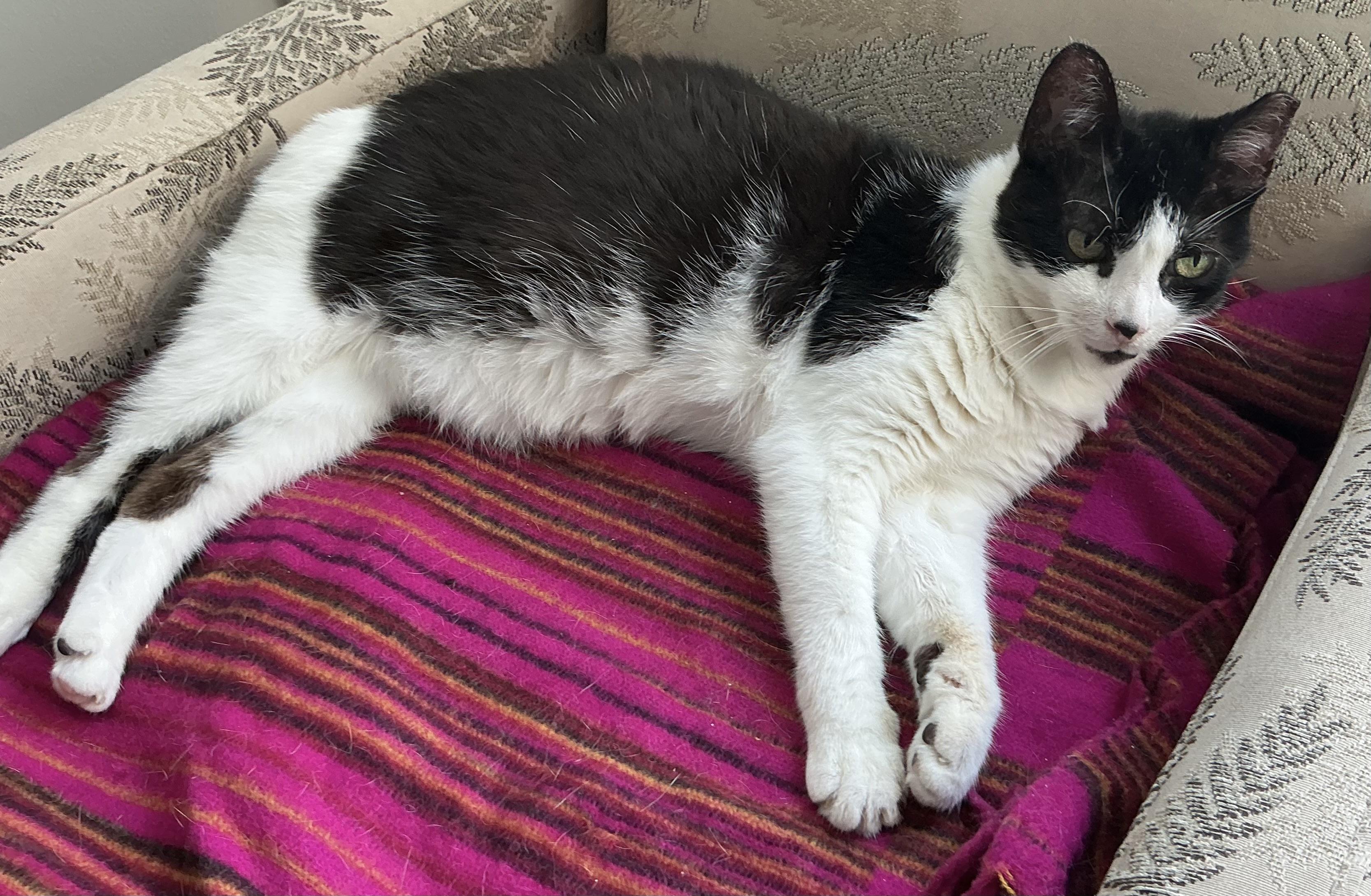 Lucky, a Adoptable Domestic Short Hair in Toronto, ON image 2/6