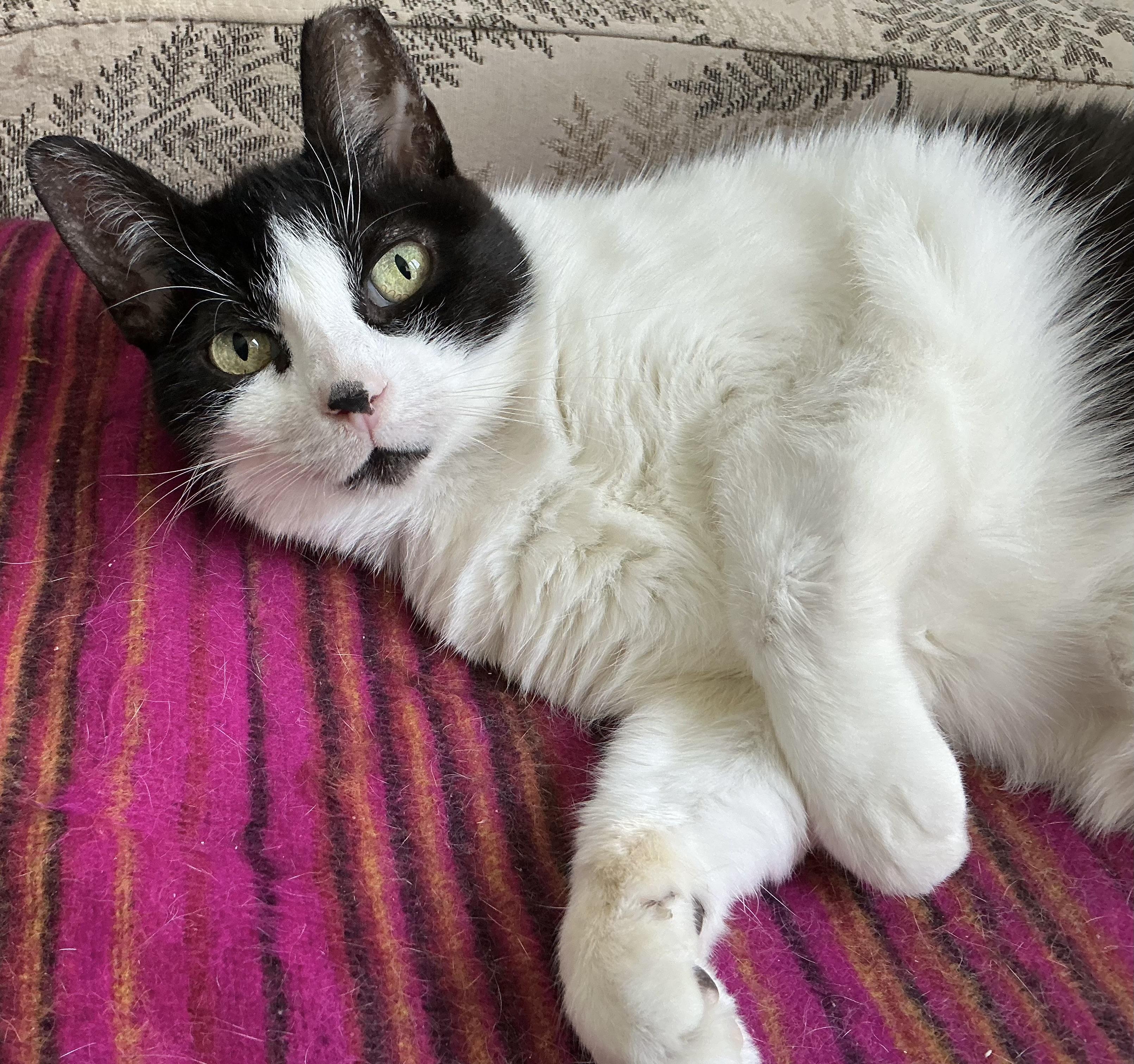 Lucky, a Adoptable Domestic Short Hair in Toronto, ON image 1/6