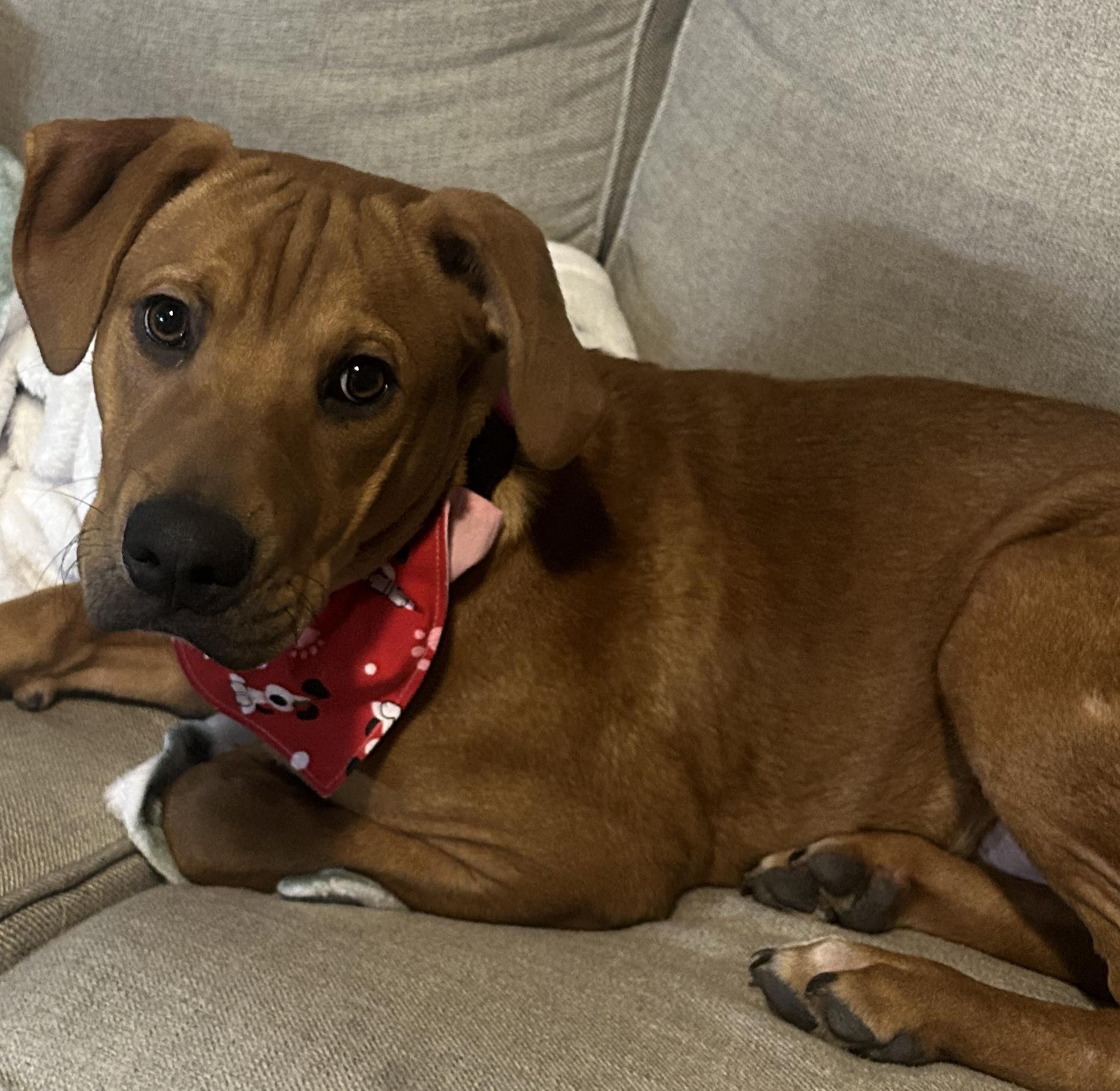 Enlarge Haaland, a ADOPTABLE mixed breed in Eureka, MO image 2/2