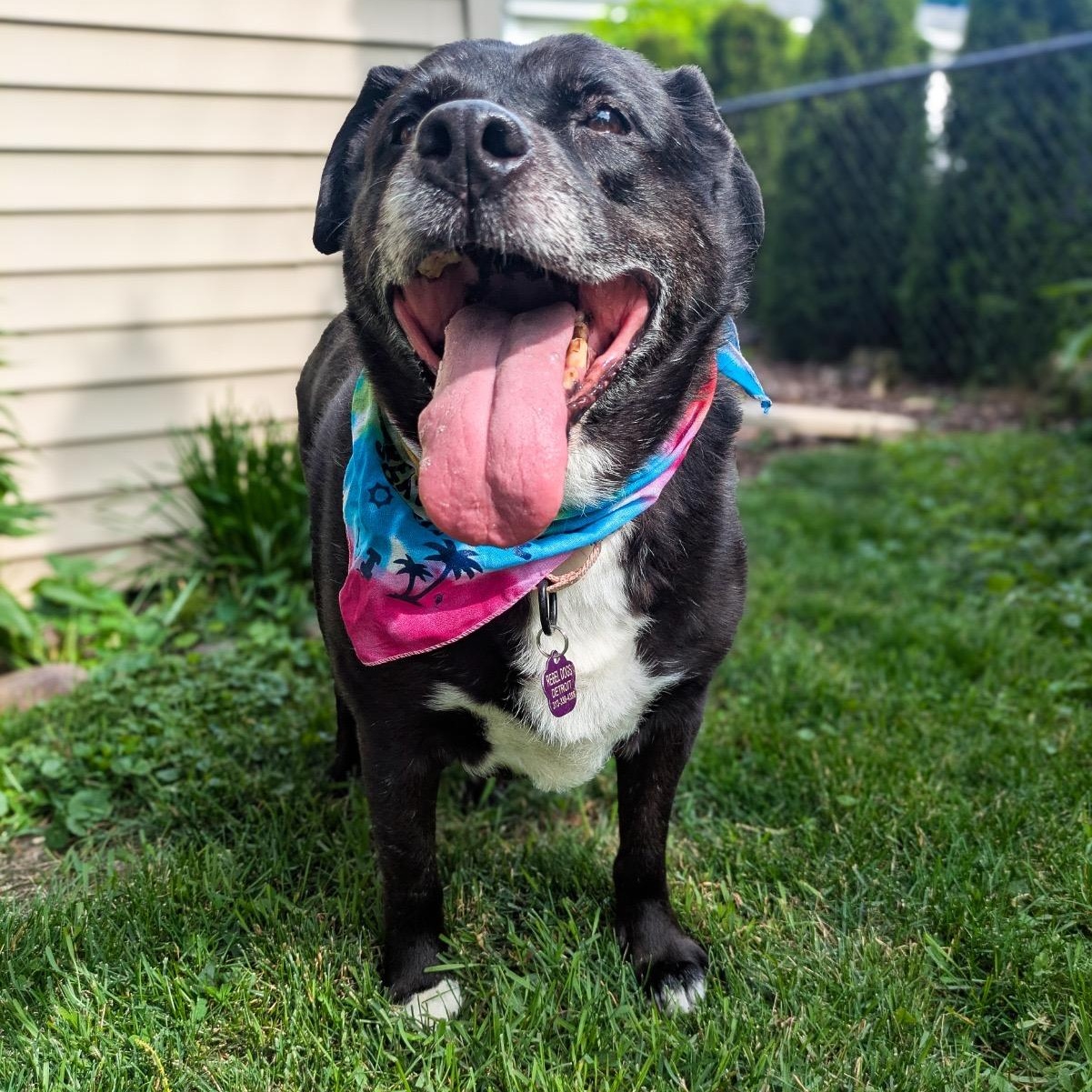 Enlarge Sage, a Adoptable mixed breed in Detroit, MI image 5/5