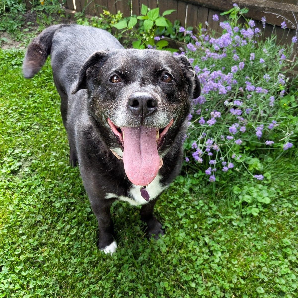 Enlarge Sage, a Adoptable mixed breed in Detroit, MI image 2/5