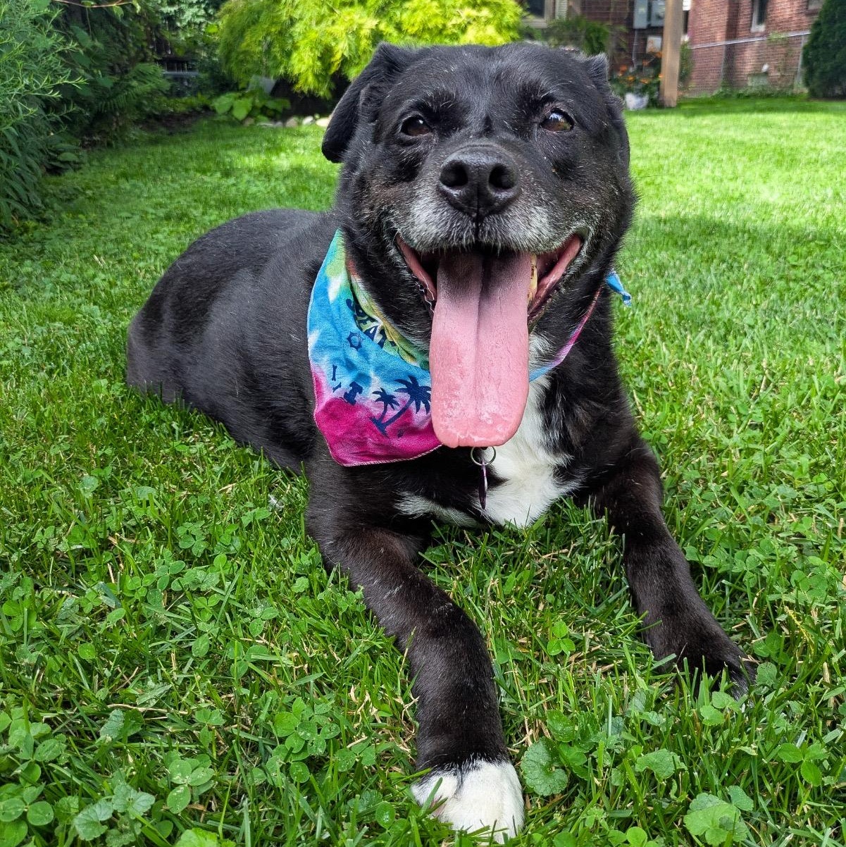 Enlarge Sage, a Adoptable mixed breed in Detroit, MI image 4/5