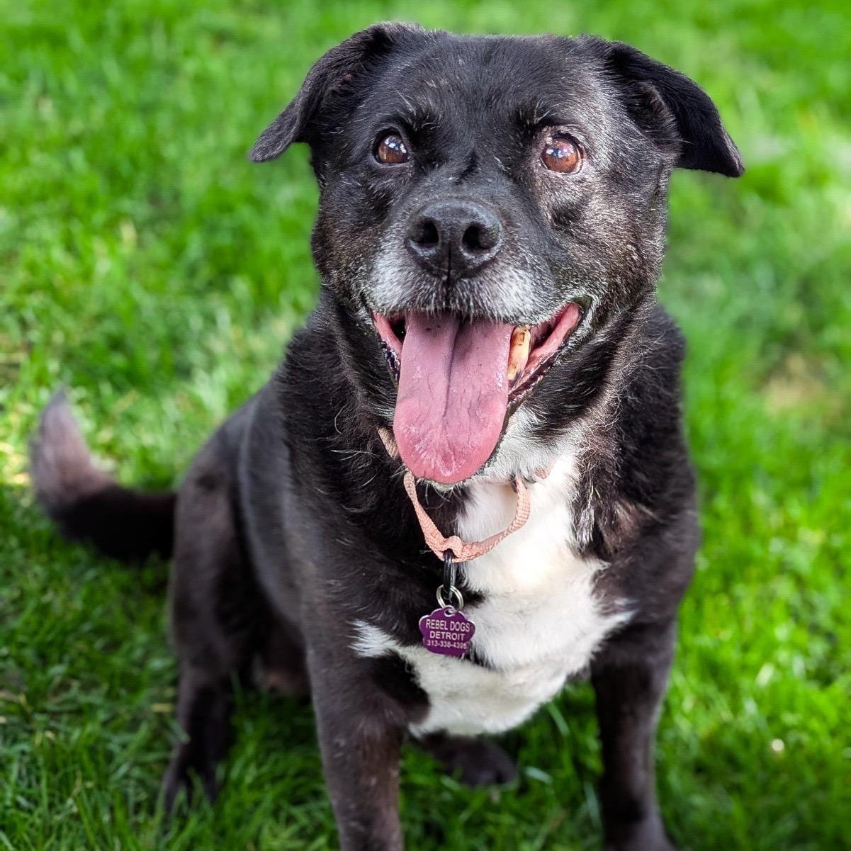 Sage, ADOPTABLE, Senior • Female, Pit Bull Terrier & Chow Chow.