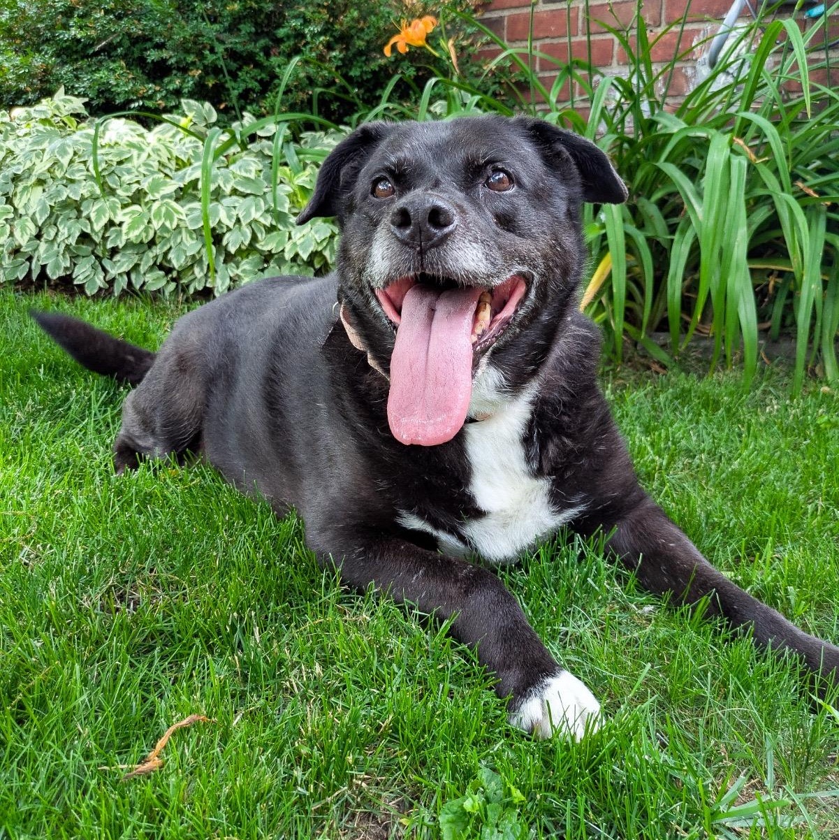 Enlarge Sage, a Adoptable mixed breed in Detroit, MI image 3/5