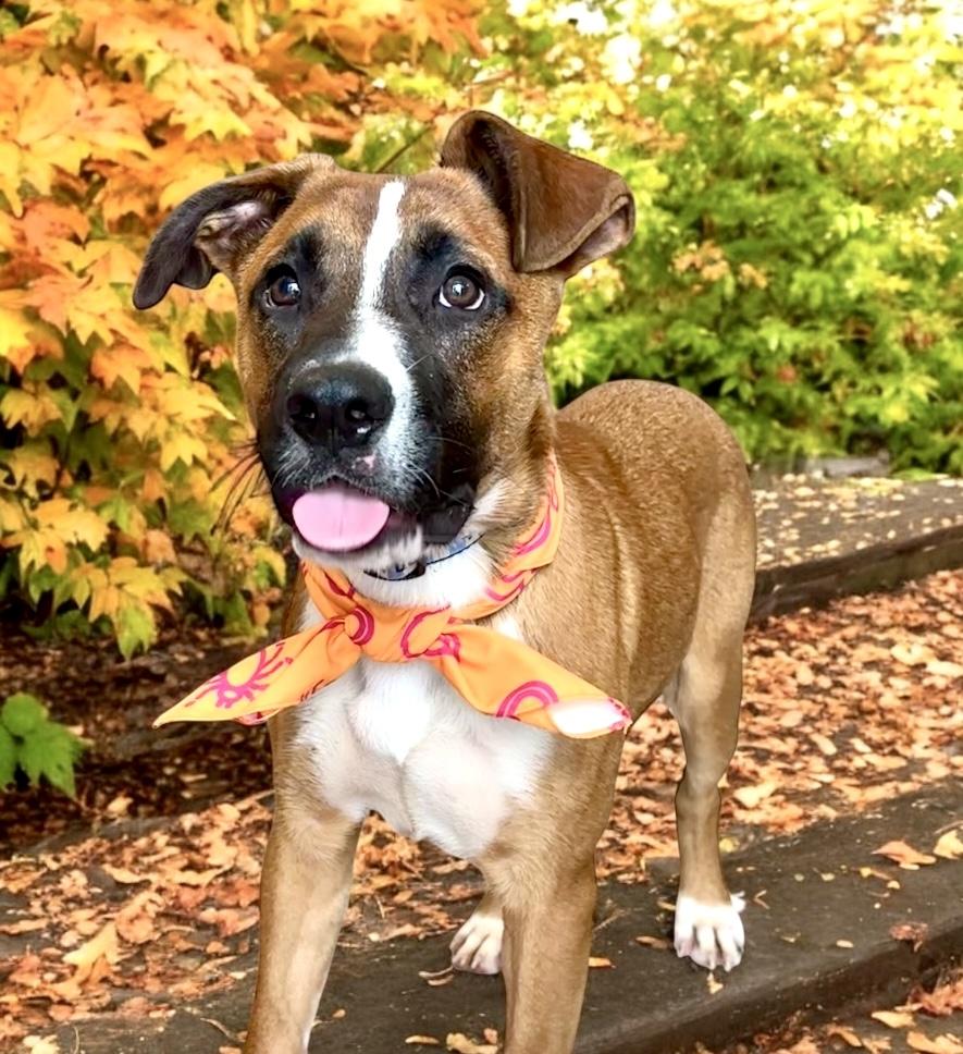 Raphael, an adoptable mixed breed in Perry, IA image 3/6