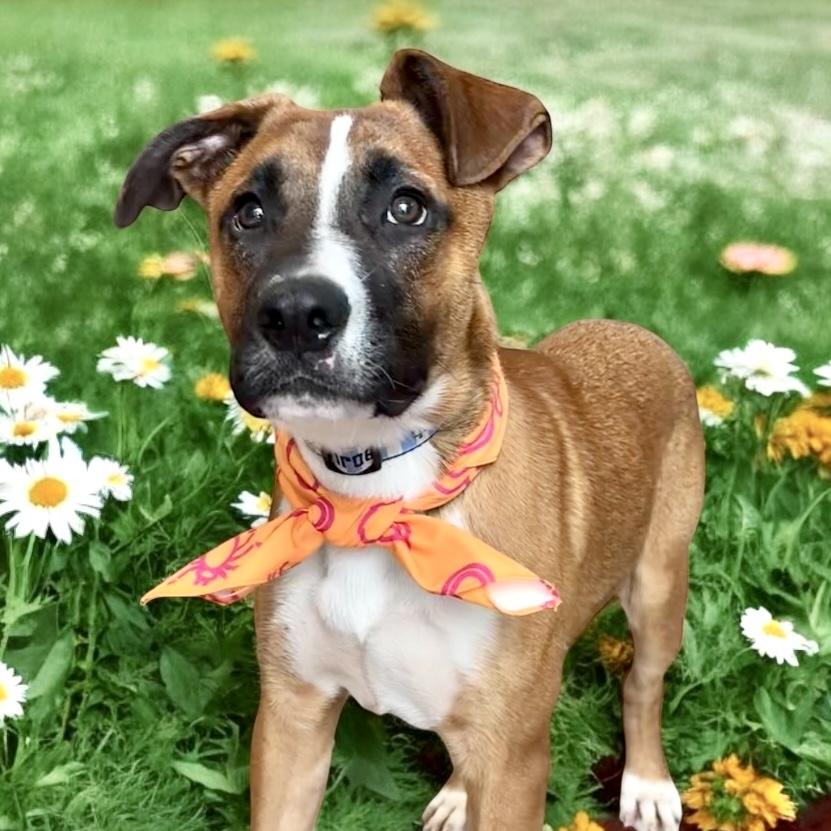 Raphael, an adoptable mixed breed in Perry, IA image 4/6