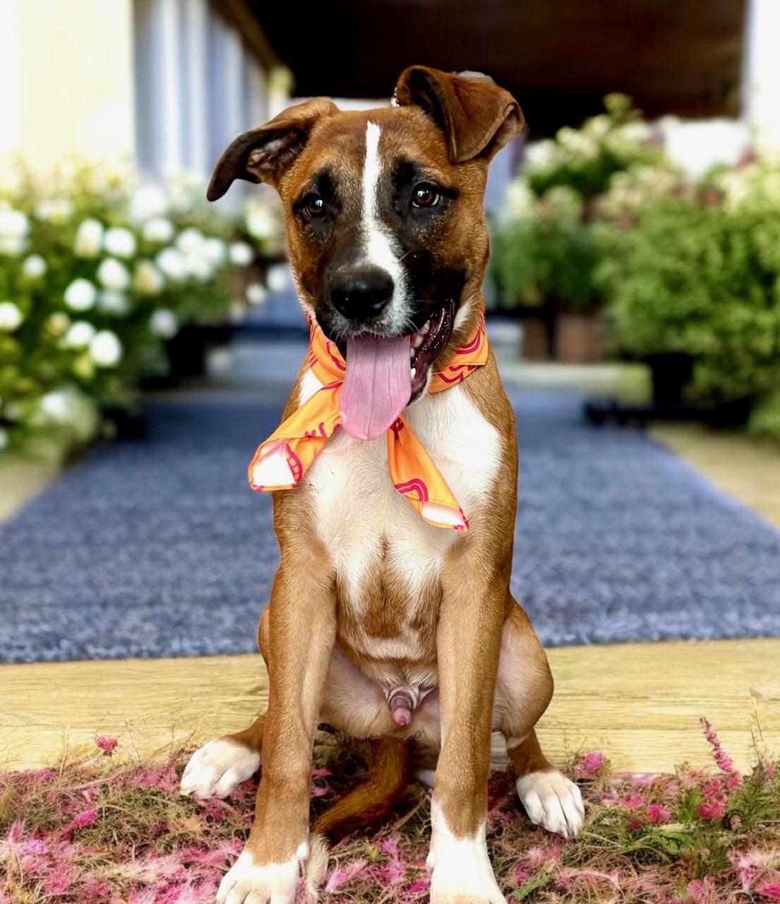 Raphael, an adoptable mixed breed in Perry, IA image 5/6