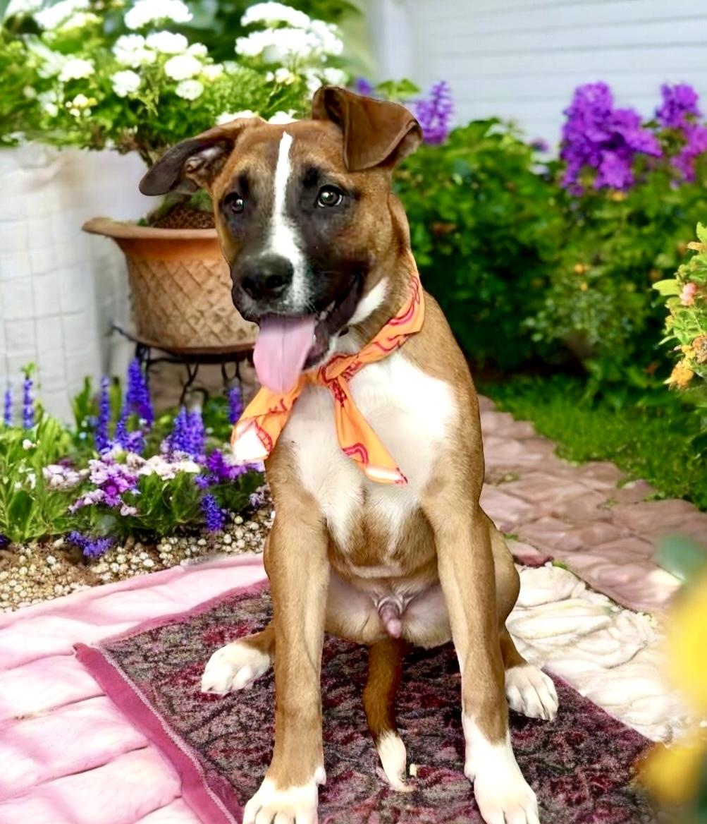 Raphael, an adoptable mixed breed in Perry, IA image 2/6