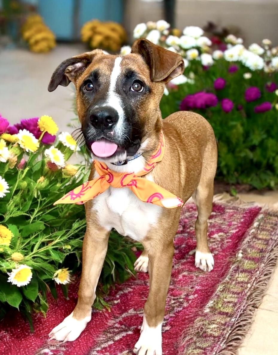 Raphael, an adoptable mixed breed in Perry, IA image 6/6