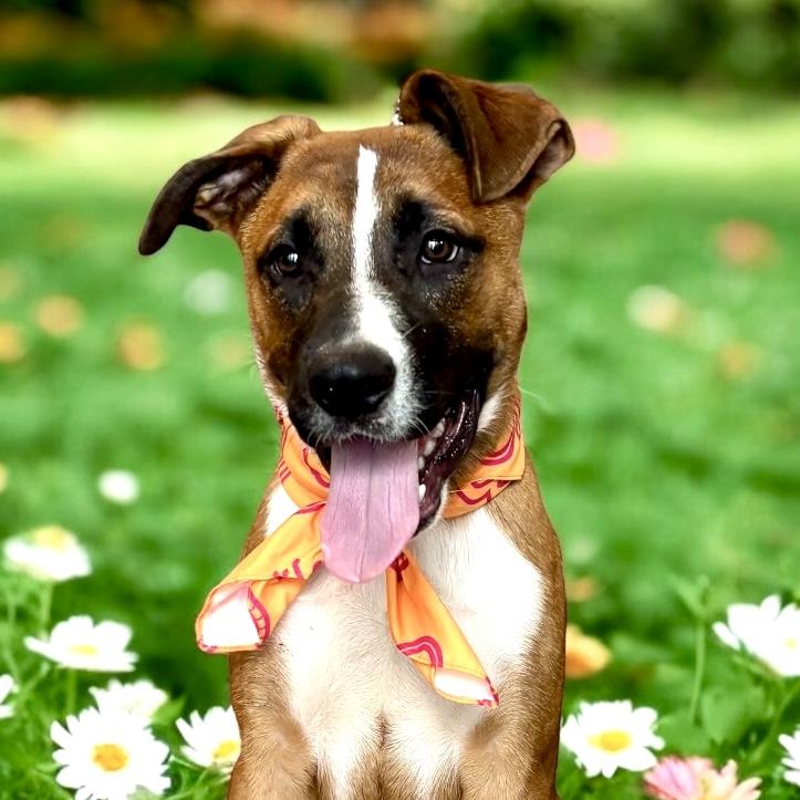 Raphael, adoptable, Adult Male Boxer & Shepherd.