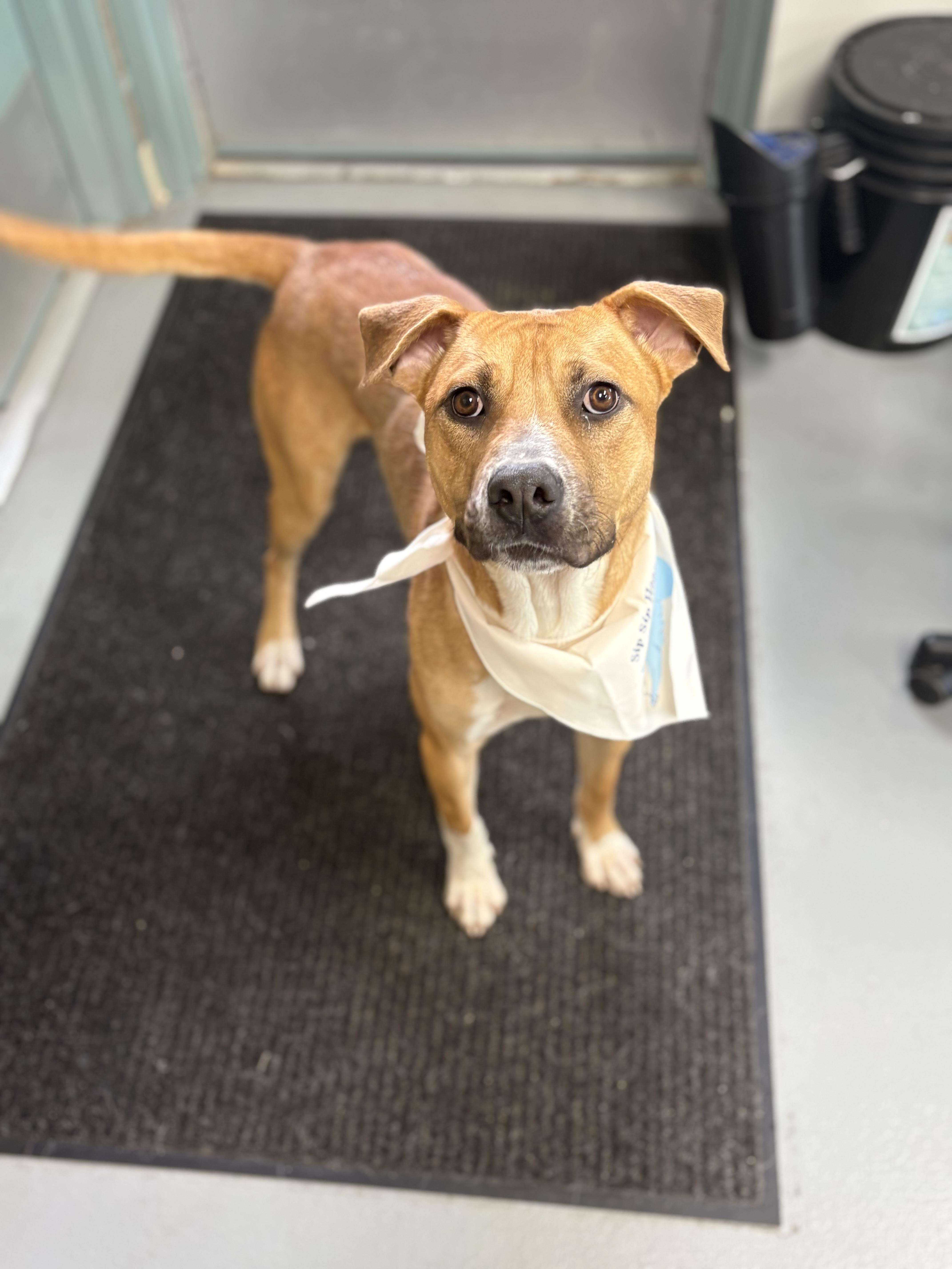 Midas, Adoptable, Adult Male American Bully.
