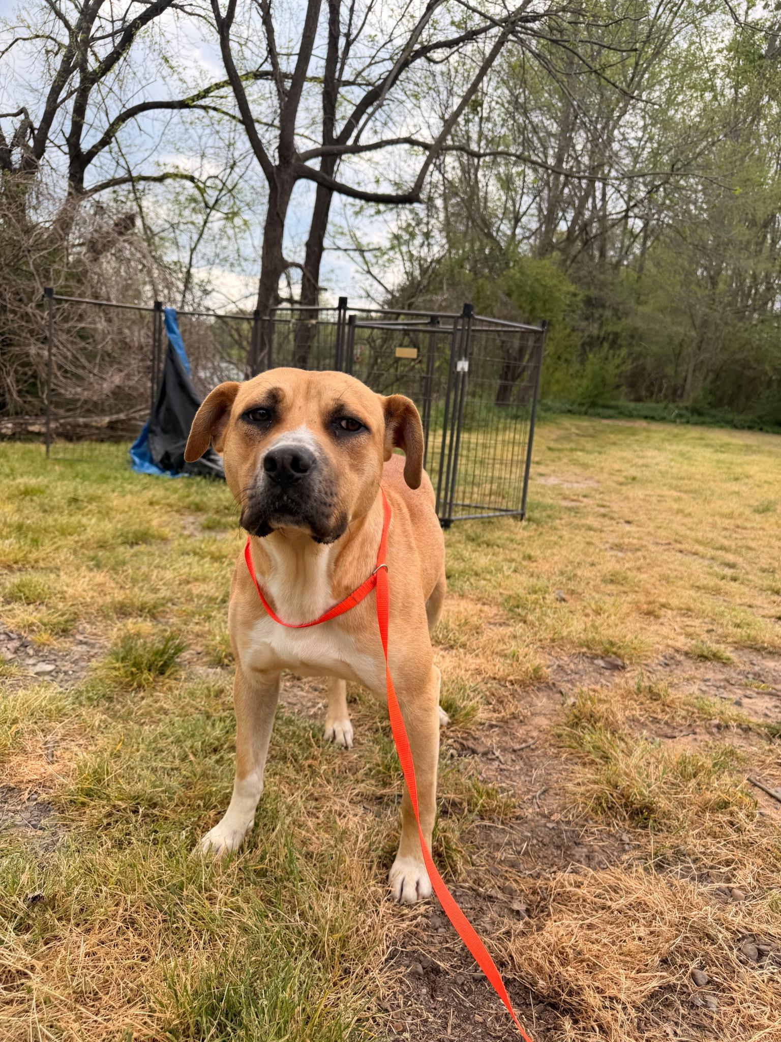 Midas, a Adoptable mixed breed in Zimmerman, MN image 3/4