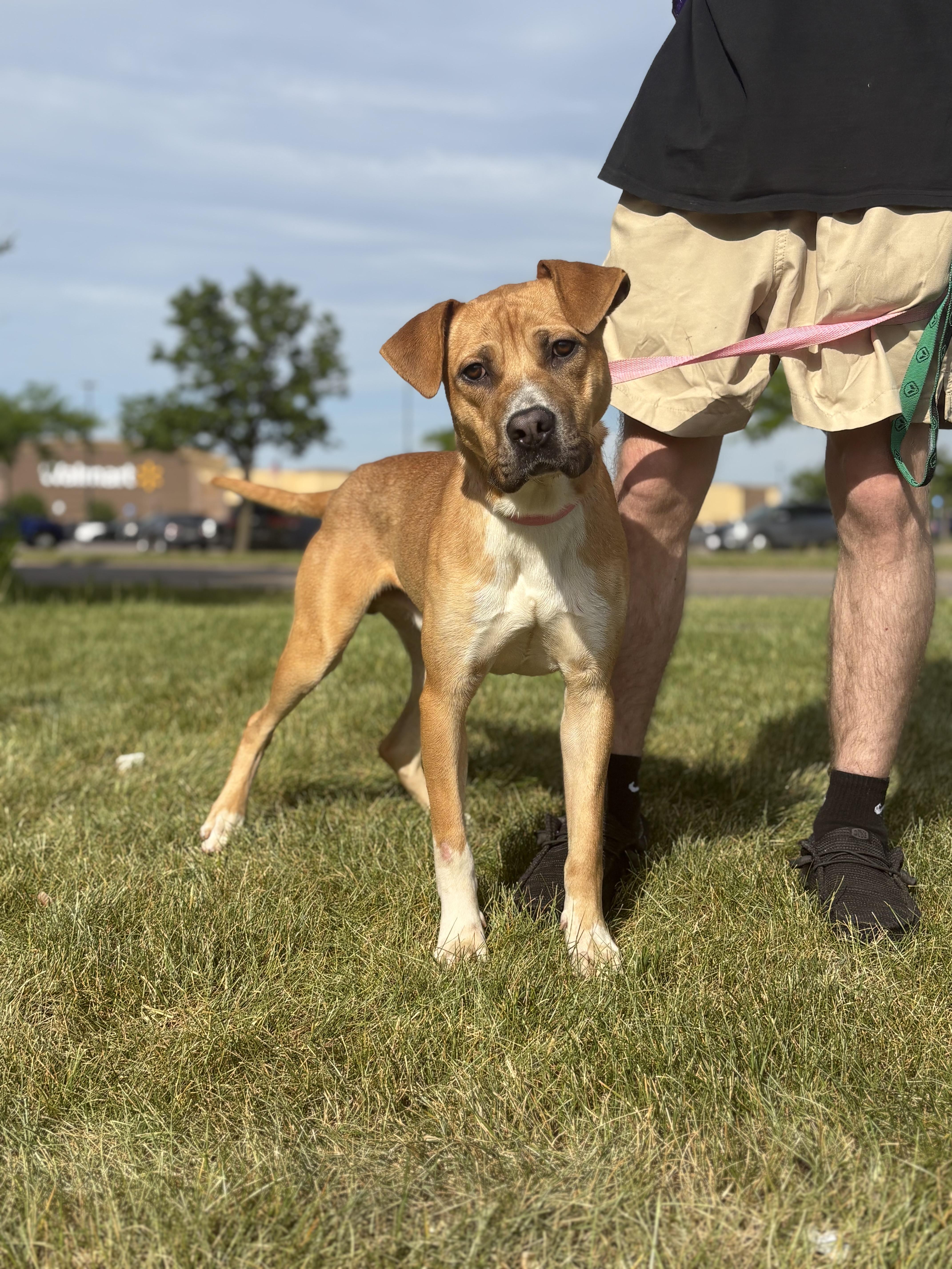 Midas, a Adoptable mixed breed in Zimmerman, MN image 4/4