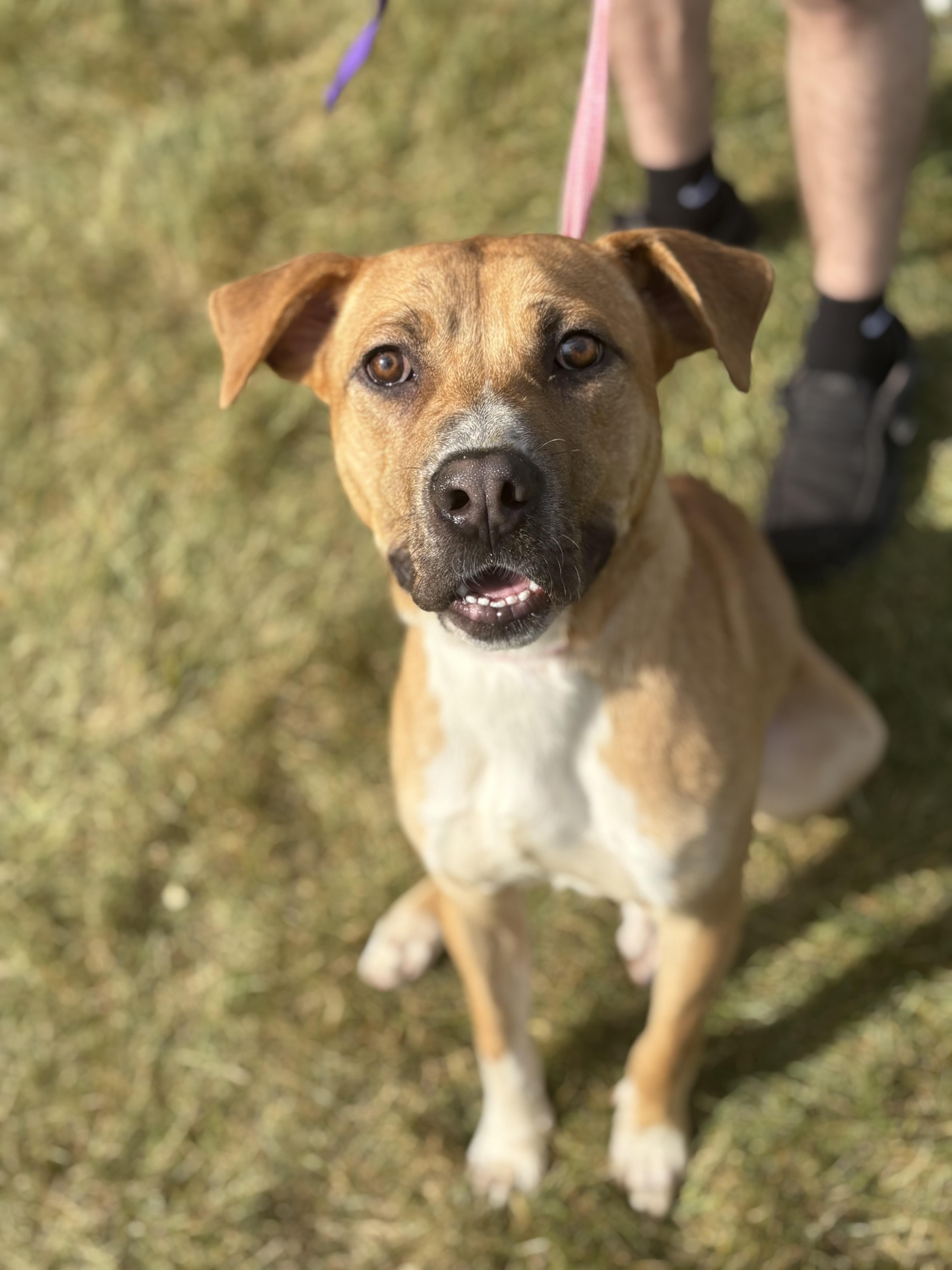 Midas, a Adoptable mixed breed in Zimmerman, MN image 2/4