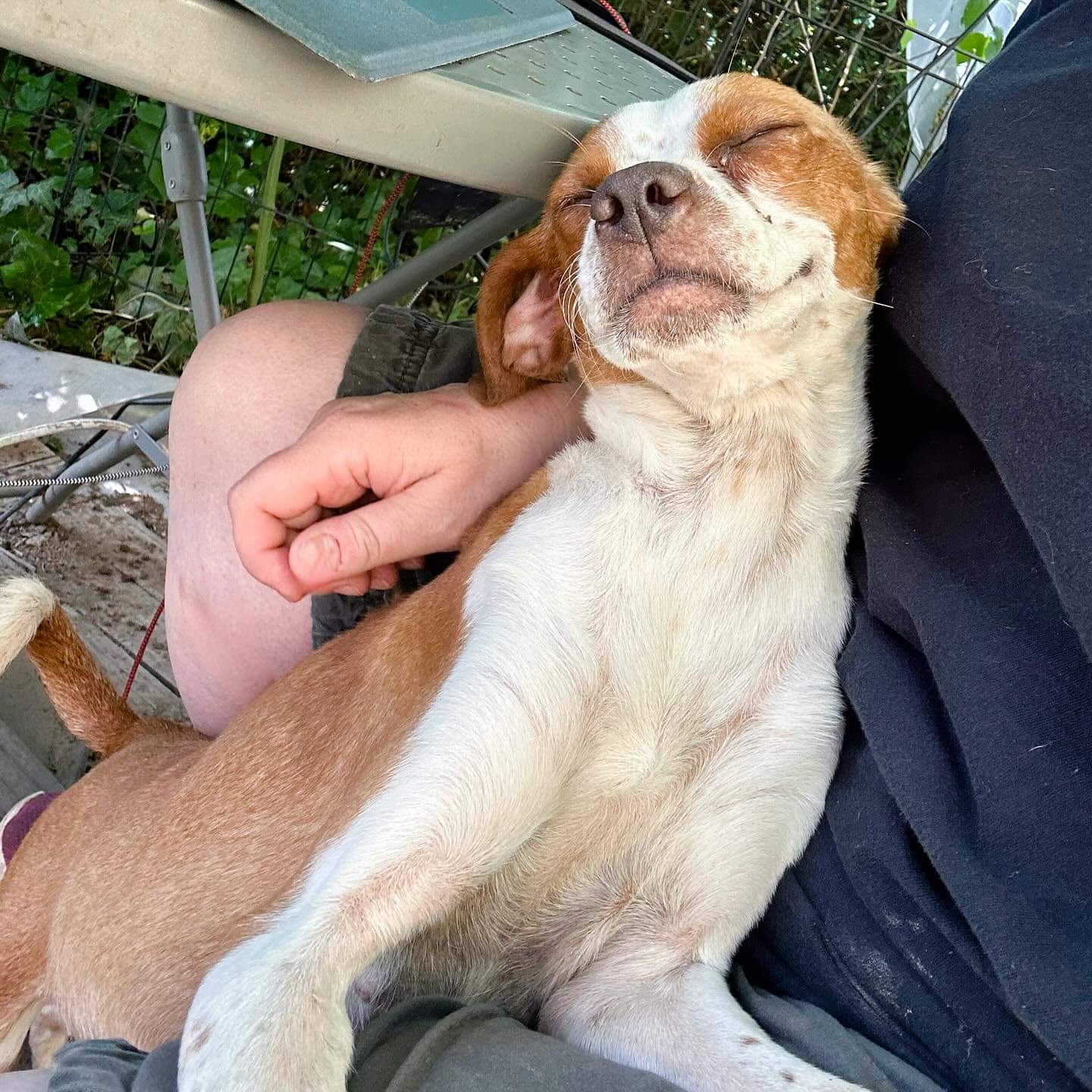 Honey, a Adoptable Dachshund in Ozone Park, NY image 5/5