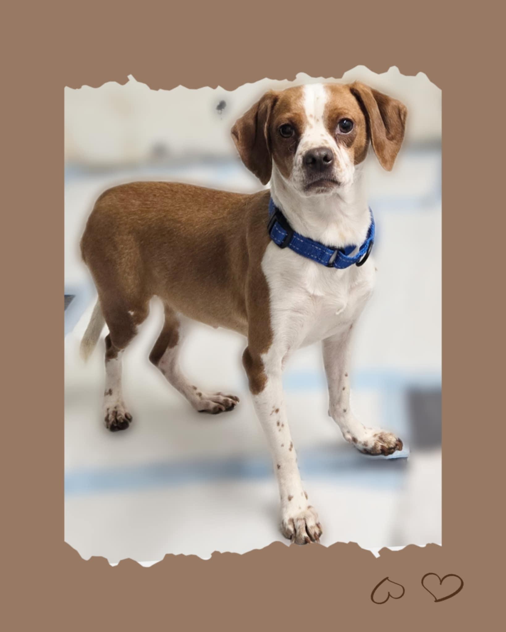 Honey, Adoptable, Young Female Dachshund.